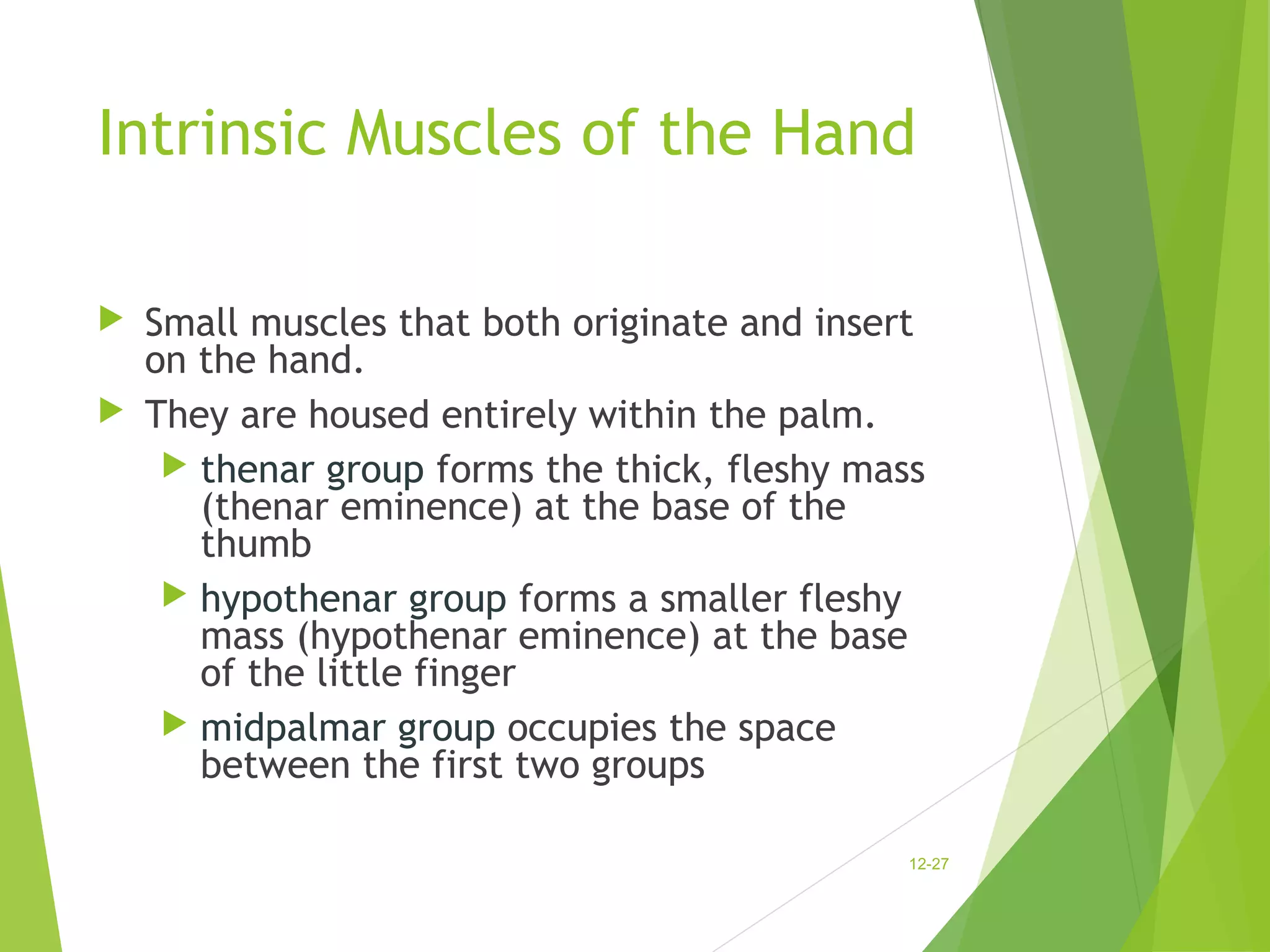Intrinsic Muscles of the Hand 
 Small muscles that both originate and insert 
on the hand. 
 They are housed entirely within the palm. 
 thenar group forms the thick, fleshy mass 
(thenar eminence) at the base of the 
thumb 
 hypothenar group forms a smaller fleshy 
mass (hypothenar eminence) at the base 
of the little finger 
 midpalmar group occupies the space 
between the first two groups 
12-27 
 