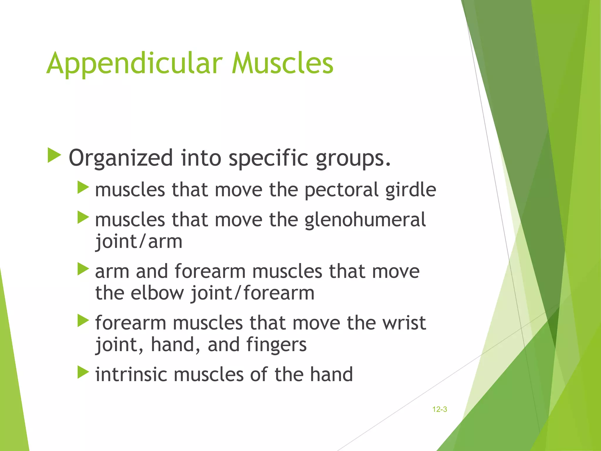 Appendicular Muscles 
 Organized into specific groups. 
muscles that move the pectoral girdle 
muscles that move the glenohumeral 
joint/arm 
 arm and forearm muscles that move 
the elbow joint/forearm 
 forearm muscles that move the wrist 
joint, hand, and fingers 
 intrinsic muscles of the hand 
12-3 
 