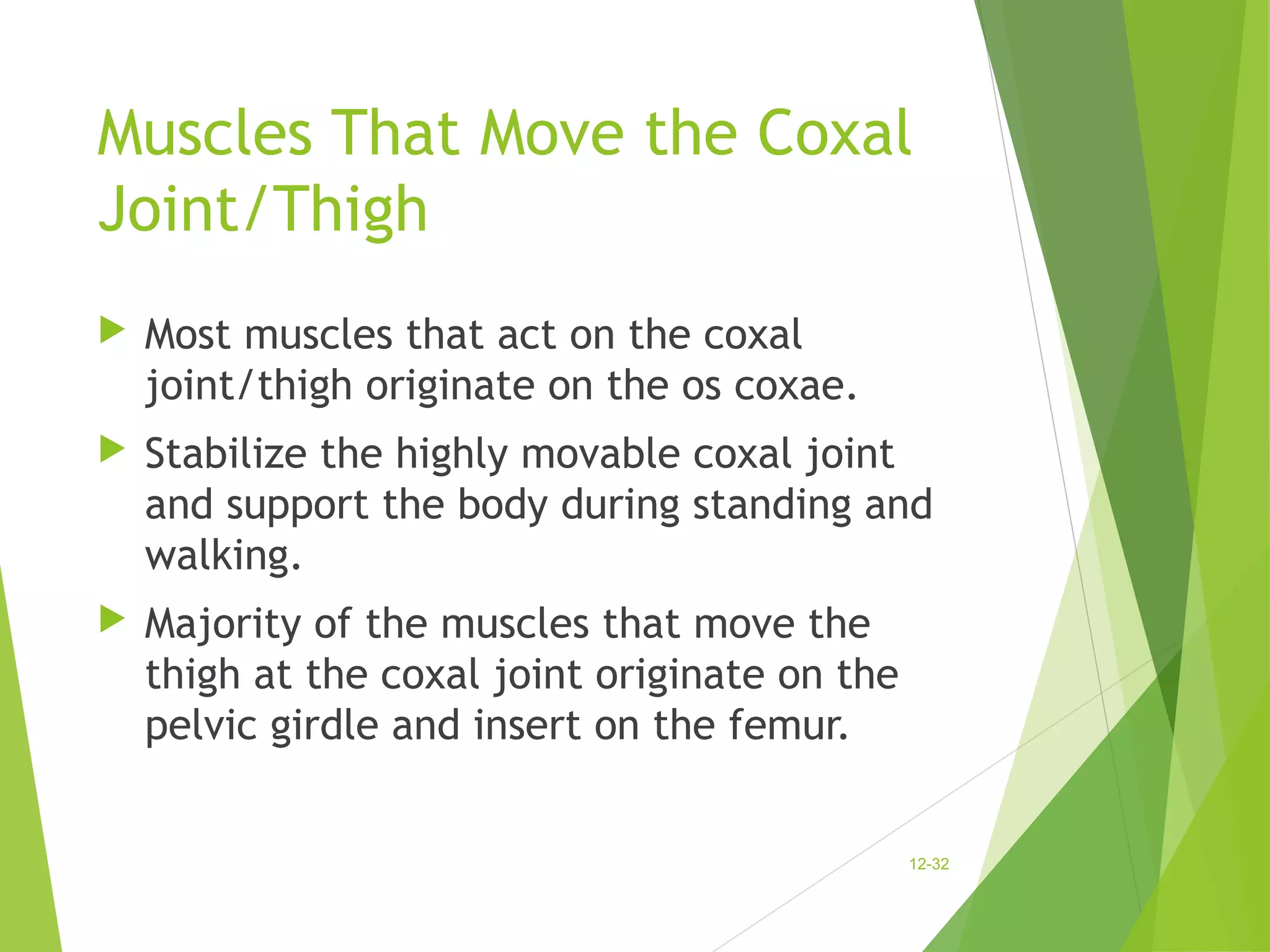 Muscles That Move the Coxal 
Joint/Thigh 
 Most muscles that act on the coxal 
joint/thigh originate on the os coxae. 
 Stabilize the highly movable coxal joint 
and support the body during standing and 
walking. 
 Majority of the muscles that move the 
thigh at the coxal joint originate on the 
pelvic girdle and insert on the femur. 
12-32 
 