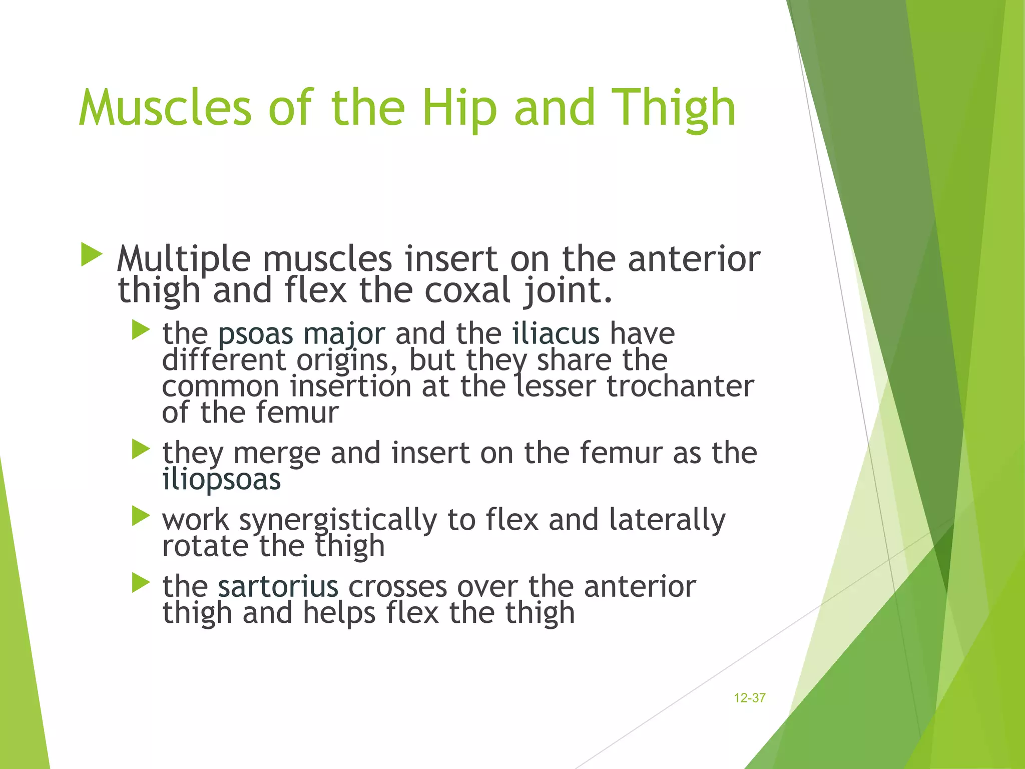 Muscles of the Hip and Thigh 
 Multiple muscles insert on the anterior 
thigh and flex the coxal joint. 
 the psoas major and the iliacus have 
different origins, but they share the 
common insertion at the lesser trochanter 
of the femur 
 they merge and insert on the femur as the 
iliopsoas 
 work synergistically to flex and laterally 
rotate the thigh 
 the sartorius crosses over the anterior 
thigh and helps flex the thigh 
12-37 
 