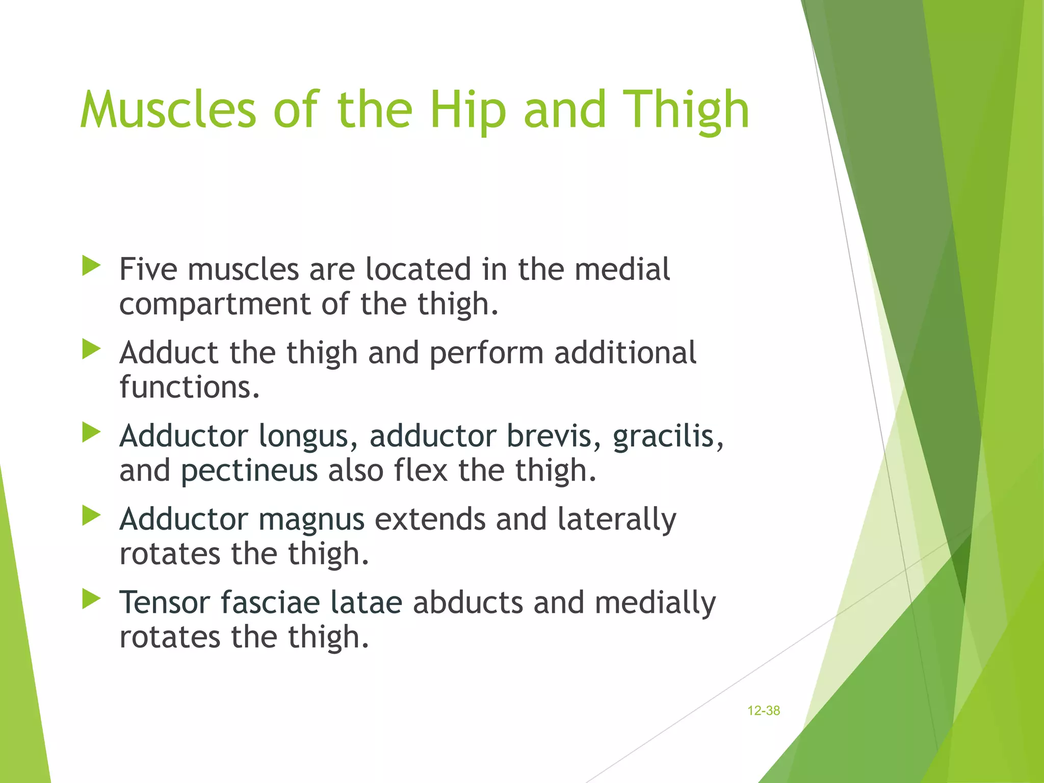 Muscles of the Hip and Thigh 
 Five muscles are located in the medial 
compartment of the thigh. 
 Adduct the thigh and perform additional 
functions. 
 Adductor longus, adductor brevis, gracilis, 
and pectineus also flex the thigh. 
 Adductor magnus extends and laterally 
rotates the thigh. 
 Tensor fasciae latae abducts and medially 
rotates the thigh. 
12-38 
 