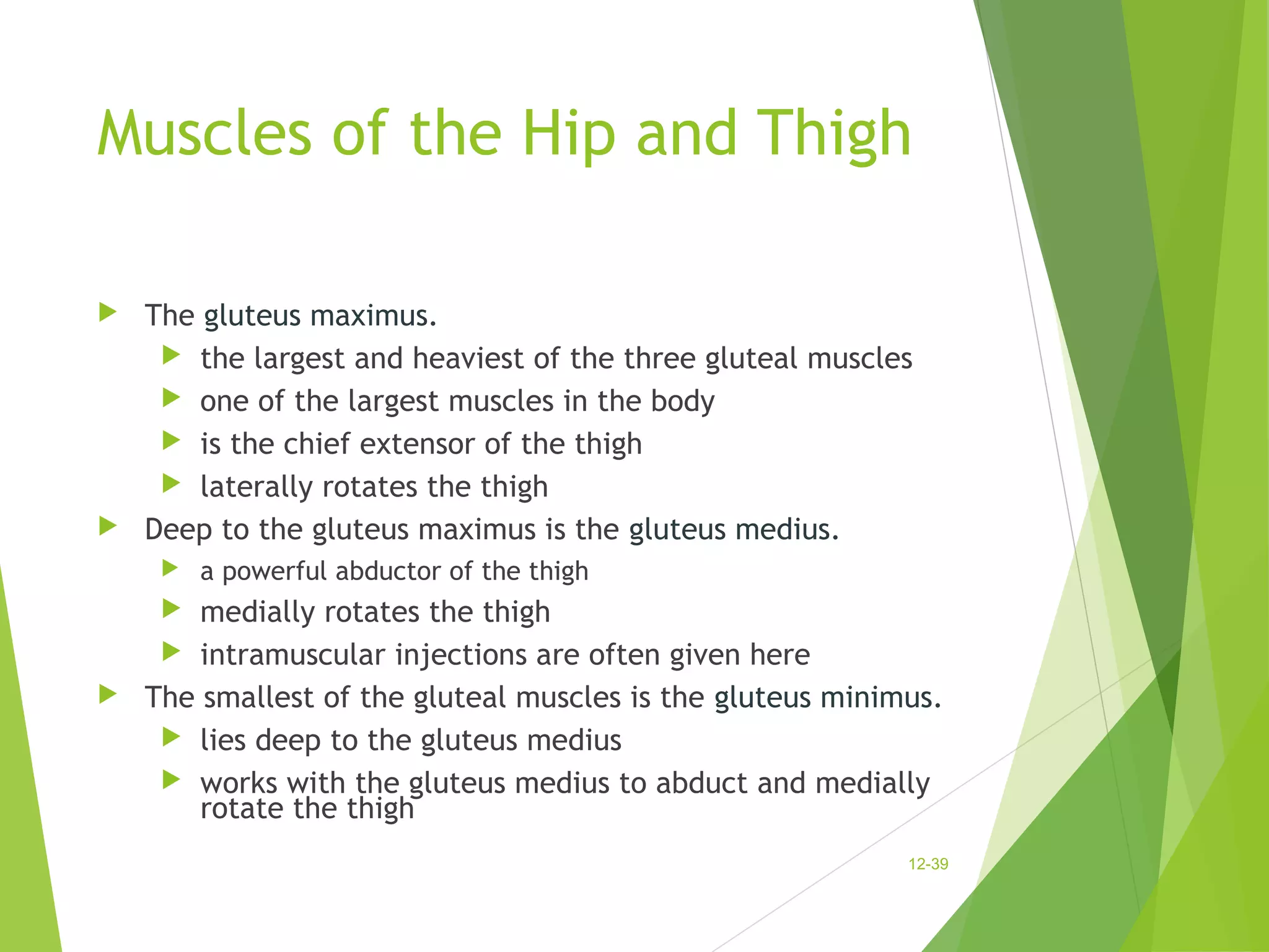 Muscles of the Hip and Thigh 
 The gluteus maximus. 
 the largest and heaviest of the three gluteal muscles 
 one of the largest muscles in the body 
 is the chief extensor of the thigh 
 laterally rotates the thigh 
 Deep to the gluteus maximus is the gluteus medius. 
 a powerful abductor of the thigh 
 medially rotates the thigh 
 intramuscular injections are often given here 
 The smallest of the gluteal muscles is the gluteus minimus. 
 lies deep to the gluteus medius 
 works with the gluteus medius to abduct and medially 
rotate the thigh 
12-39 
 