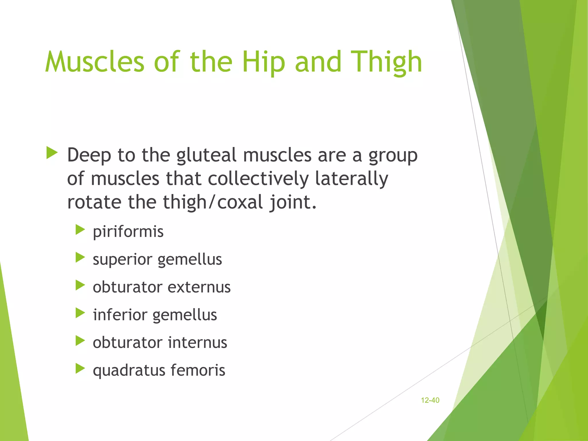 Muscles of the Hip and Thigh 
 Deep to the gluteal muscles are a group 
of muscles that collectively laterally 
rotate the thigh/coxal joint. 
 piriformis 
 superior gemellus 
 obturator externus 
 inferior gemellus 
 obturator internus 
 quadratus femoris 
12-40 
 