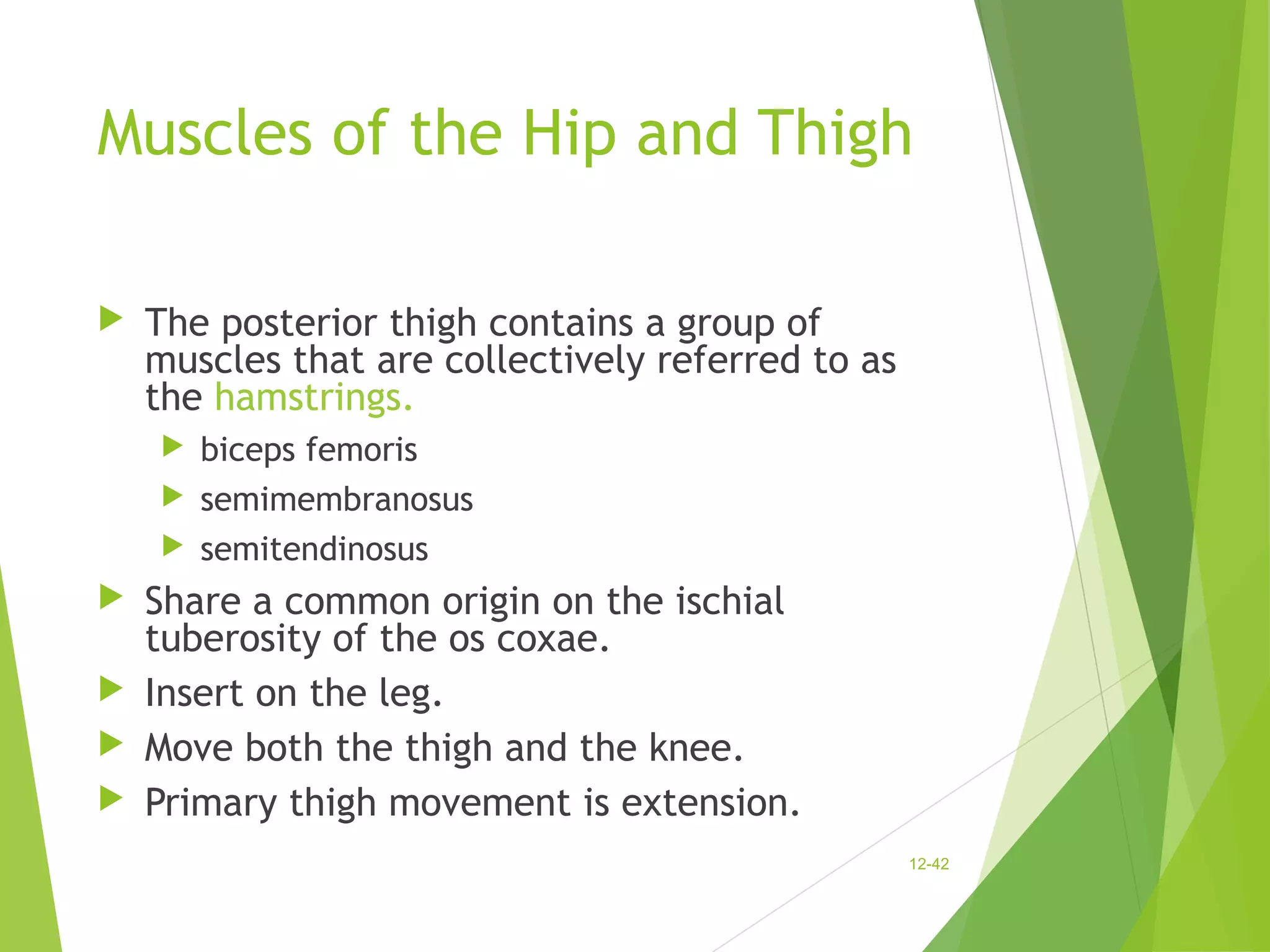Muscles of the Hip and Thigh 
 The posterior thigh contains a group of 
muscles that are collectively referred to as 
the hamstrings. 
 biceps femoris 
 semimembranosus 
 semitendinosus 
 Share a common origin on the ischial 
tuberosity of the os coxae. 
 Insert on the leg. 
 Move both the thigh and the knee. 
 Primary thigh movement is extension. 
12-42 
 