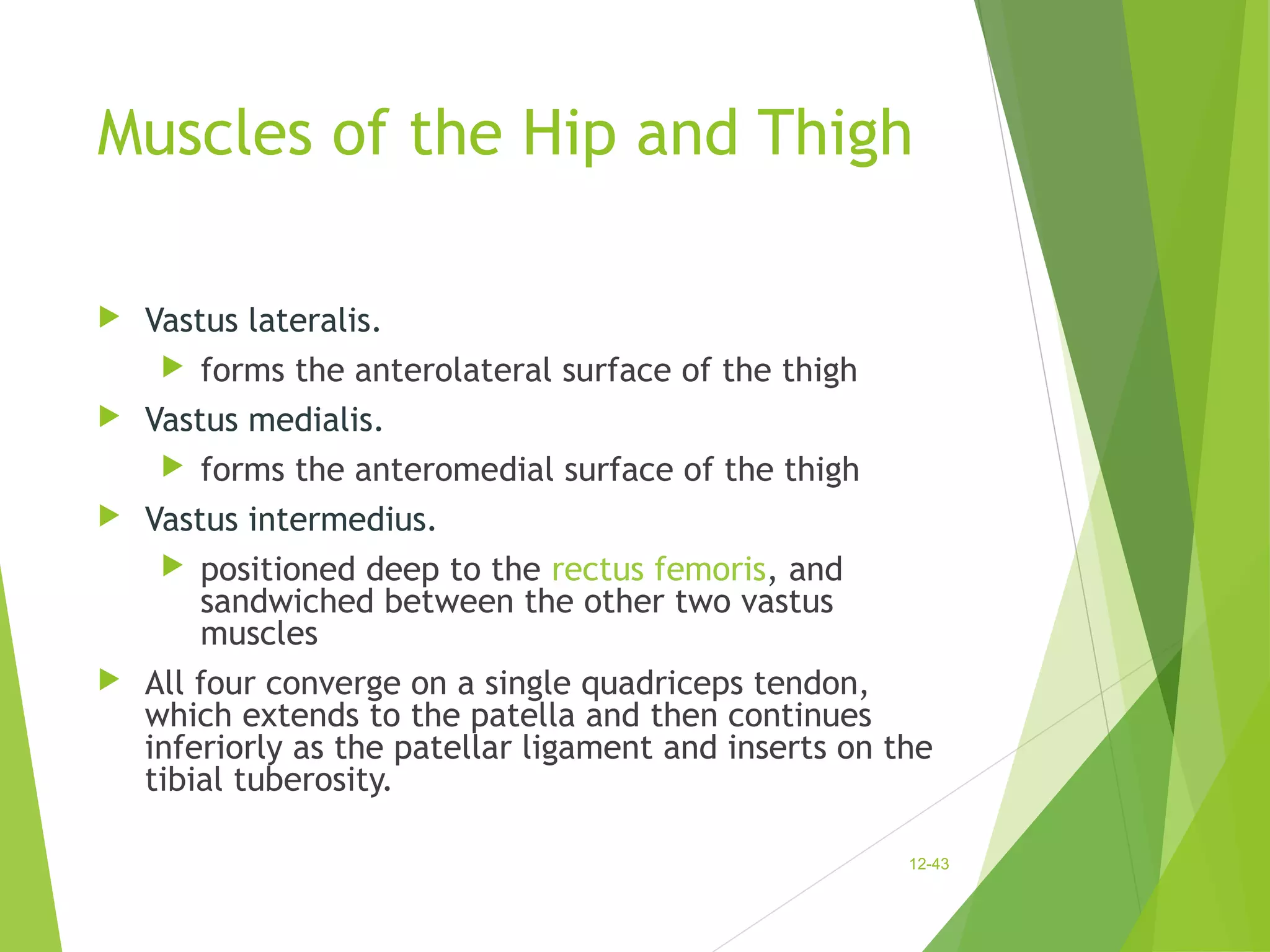 Muscles of the Hip and Thigh 
 Vastus lateralis. 
 forms the anterolateral surface of the thigh 
 Vastus medialis. 
 forms the anteromedial surface of the thigh 
 Vastus intermedius. 
 positioned deep to the rectus femoris, and 
sandwiched between the other two vastus 
muscles 
 All four converge on a single quadriceps tendon, 
which extends to the patella and then continues 
inferiorly as the patellar ligament and inserts on the 
tibial tuberosity. 
12-43 
 