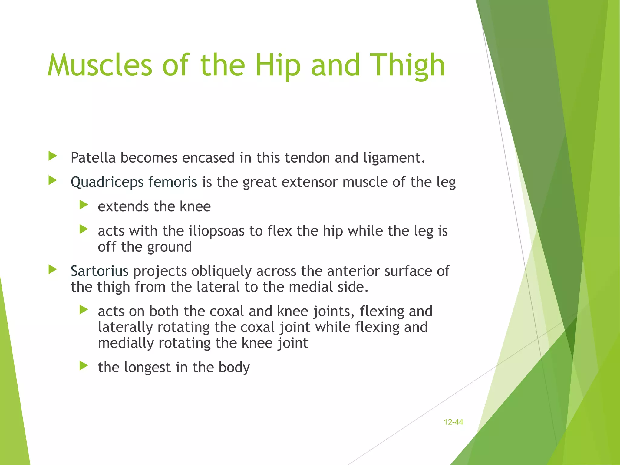 Muscles of the Hip and Thigh 
 Patella becomes encased in this tendon and ligament. 
 Quadriceps femoris is the great extensor muscle of the leg 
 extends the knee 
 acts with the iliopsoas to flex the hip while the leg is 
off the ground 
 Sartorius projects obliquely across the anterior surface of 
the thigh from the lateral to the medial side. 
 acts on both the coxal and knee joints, flexing and 
laterally rotating the coxal joint while flexing and 
medially rotating the knee joint 
 the longest in the body 
12-44 
 