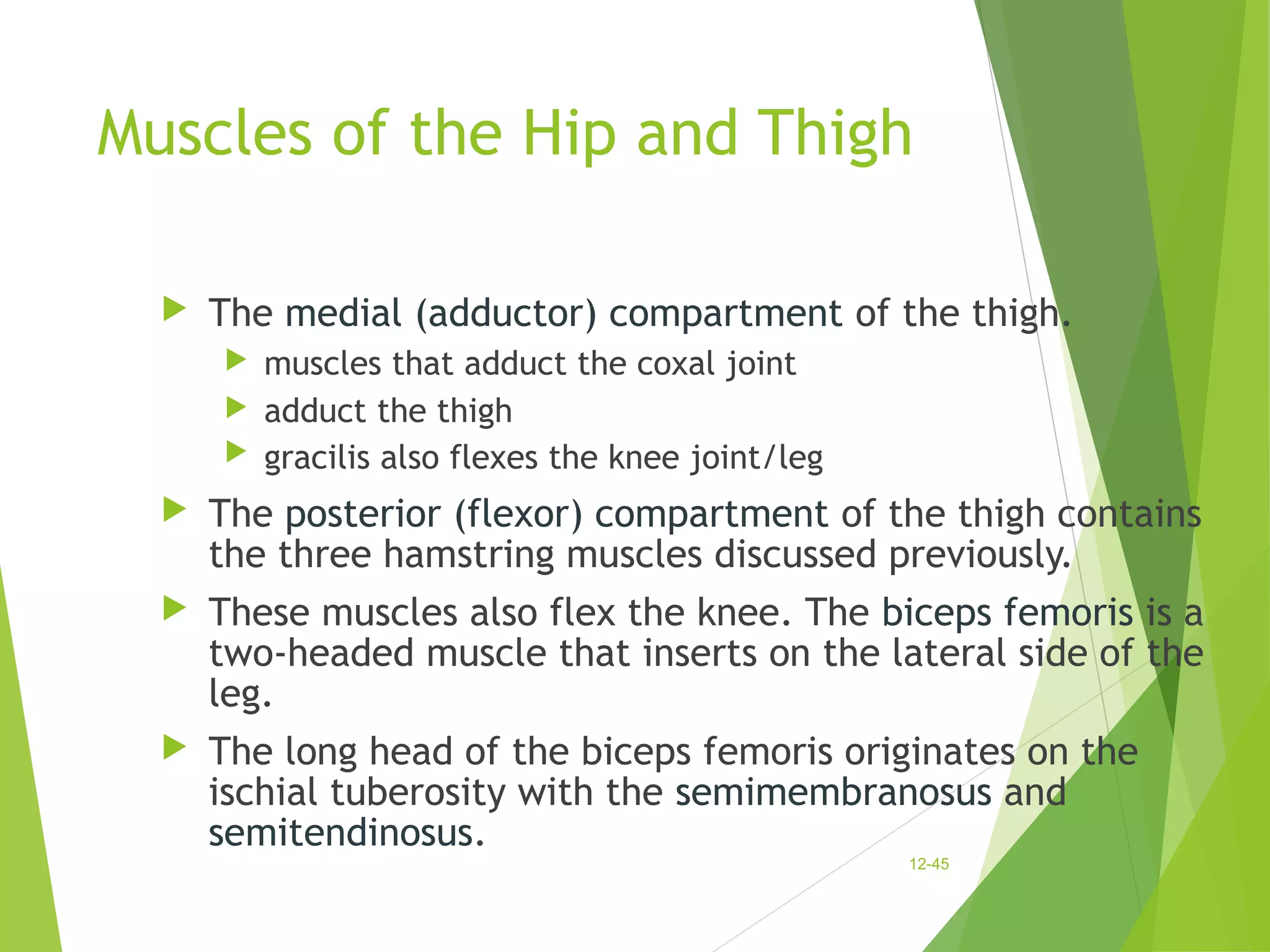 Muscles of the Hip and Thigh 
 The medial (adductor) compartment of the thigh. 
 muscles that adduct the coxal joint 
 adduct the thigh 
 gracilis also flexes the knee joint/leg 
 The posterior (flexor) compartment of the thigh contains 
the three hamstring muscles discussed previously. 
 These muscles also flex the knee. The biceps femoris is a 
two-headed muscle that inserts on the lateral side of the 
leg. 
 The long head of the biceps femoris originates on the 
ischial tuberosity with the semimembranosus and 
semitendinosus. 
12-45 
 