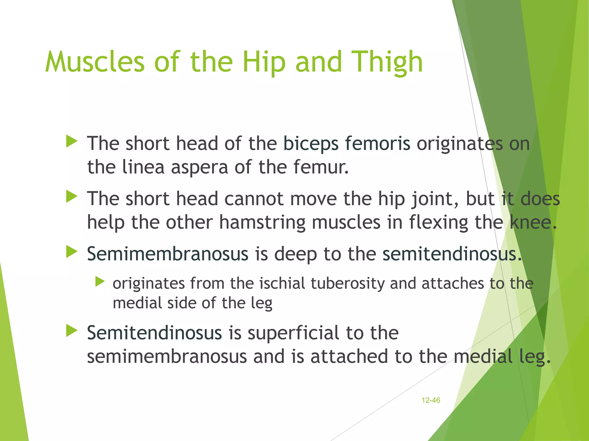 Muscles of the Hip and Thigh 
 The short head of the biceps femoris originates on 
the linea aspera of the femur. 
 The short head cannot move the hip joint, but it does 
help the other hamstring muscles in flexing the knee. 
 Semimembranosus is deep to the semitendinosus. 
 originates from the ischial tuberosity and attaches to the 
medial side of the leg 
 Semitendinosus is superficial to the 
semimembranosus and is attached to the medial leg. 
12-46 
 