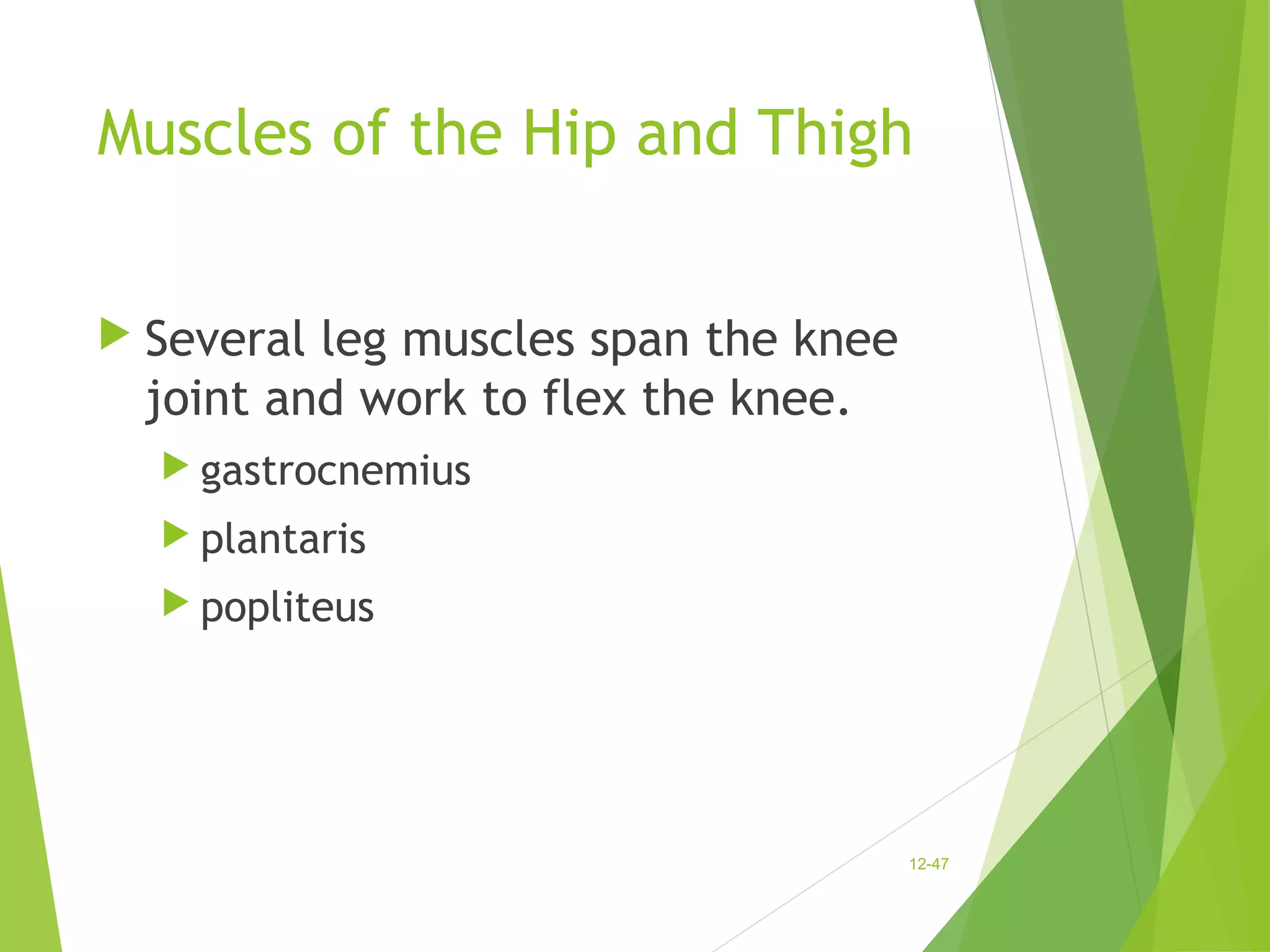Muscles of the Hip and Thigh 
 Several leg muscles span the knee 
joint and work to flex the knee. 
 gastrocnemius 
 plantaris 
 popliteus 
12-47 
 