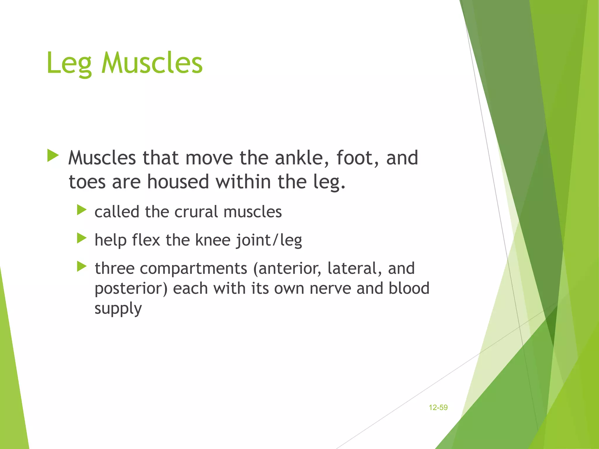 Leg Muscles 
 Muscles that move the ankle, foot, and 
toes are housed within the leg. 
 called the crural muscles 
 help flex the knee joint/leg 
 three compartments (anterior, lateral, and 
posterior) each with its own nerve and blood 
supply 
12-59 
 