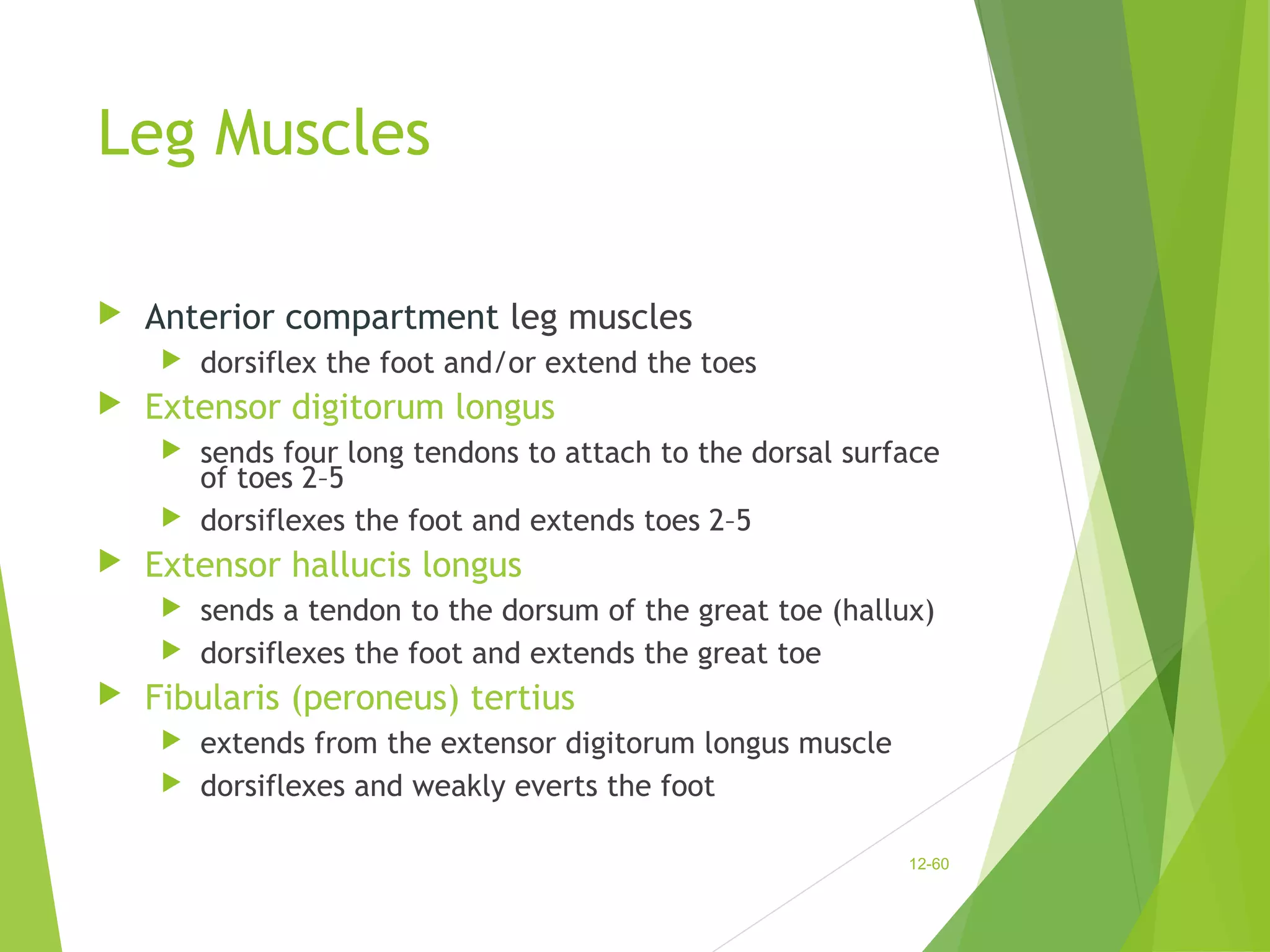 Leg Muscles 
 Anterior compartment leg muscles 
 dorsiflex the foot and/or extend the toes 
 Extensor digitorum longus 
 sends four long tendons to attach to the dorsal surface 
of toes 2–5 
 dorsiflexes the foot and extends toes 2–5 
 Extensor hallucis longus 
 sends a tendon to the dorsum of the great toe (hallux) 
 dorsiflexes the foot and extends the great toe 
 Fibularis (peroneus) tertius 
 extends from the extensor digitorum longus muscle 
 dorsiflexes and weakly everts the foot 
12-60 
 