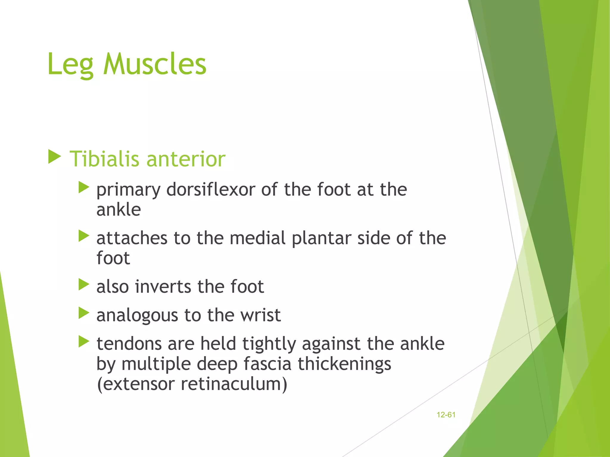 Leg Muscles 
 Tibialis anterior 
 primary dorsiflexor of the foot at the 
ankle 
 attaches to the medial plantar side of the 
foot 
 also inverts the foot 
 analogous to the wrist 
 tendons are held tightly against the ankle 
by multiple deep fascia thickenings 
(extensor retinaculum) 
12-61 
 