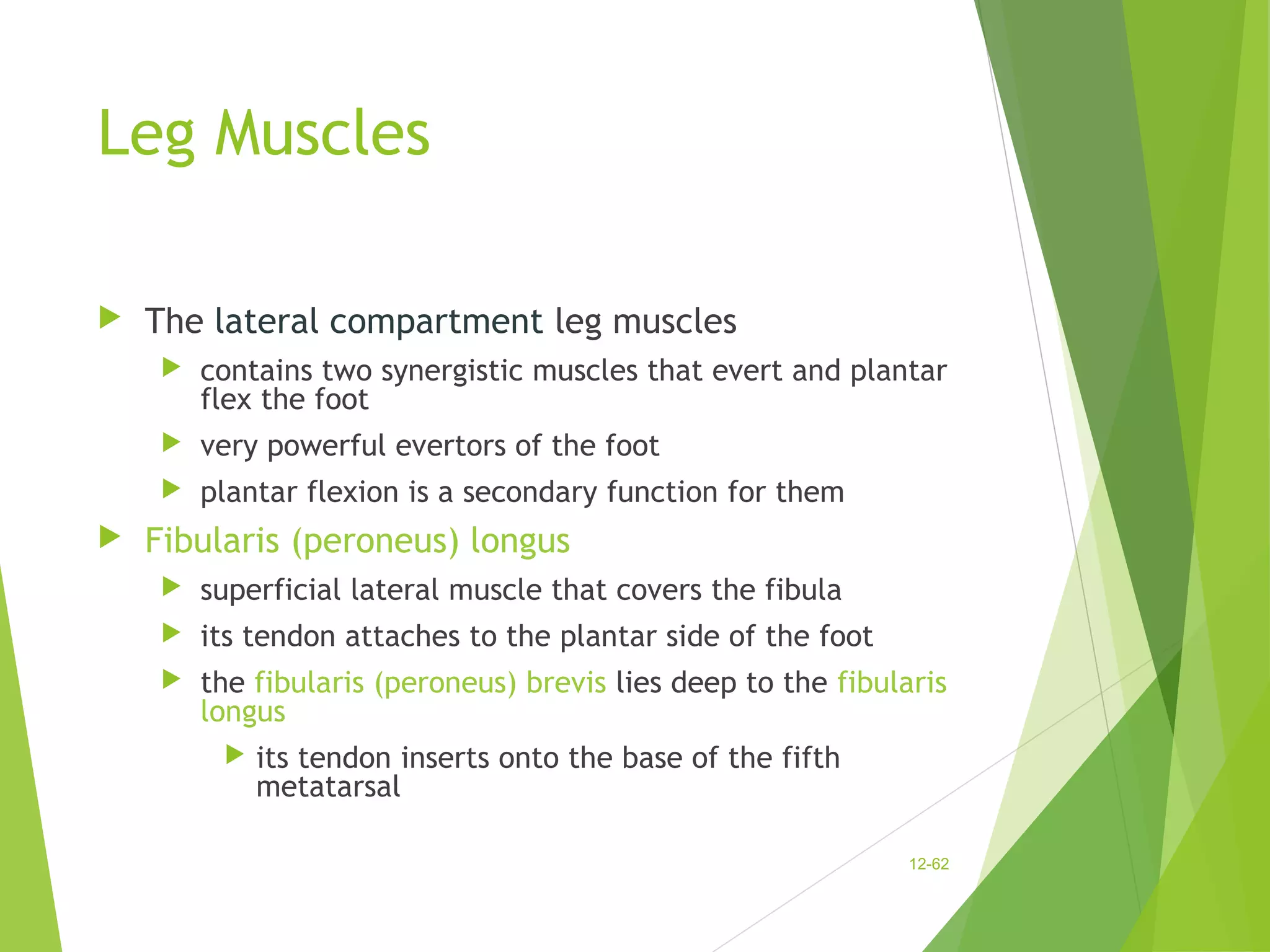 Leg Muscles 
 The lateral compartment leg muscles 
 contains two synergistic muscles that evert and plantar 
flex the foot 
 very powerful evertors of the foot 
 plantar flexion is a secondary function for them 
 Fibularis (peroneus) longus 
 superficial lateral muscle that covers the fibula 
 its tendon attaches to the plantar side of the foot 
 the fibularis (peroneus) brevis lies deep to the fibularis 
longus 
 its tendon inserts onto the base of the fifth 
metatarsal 
12-62 
 