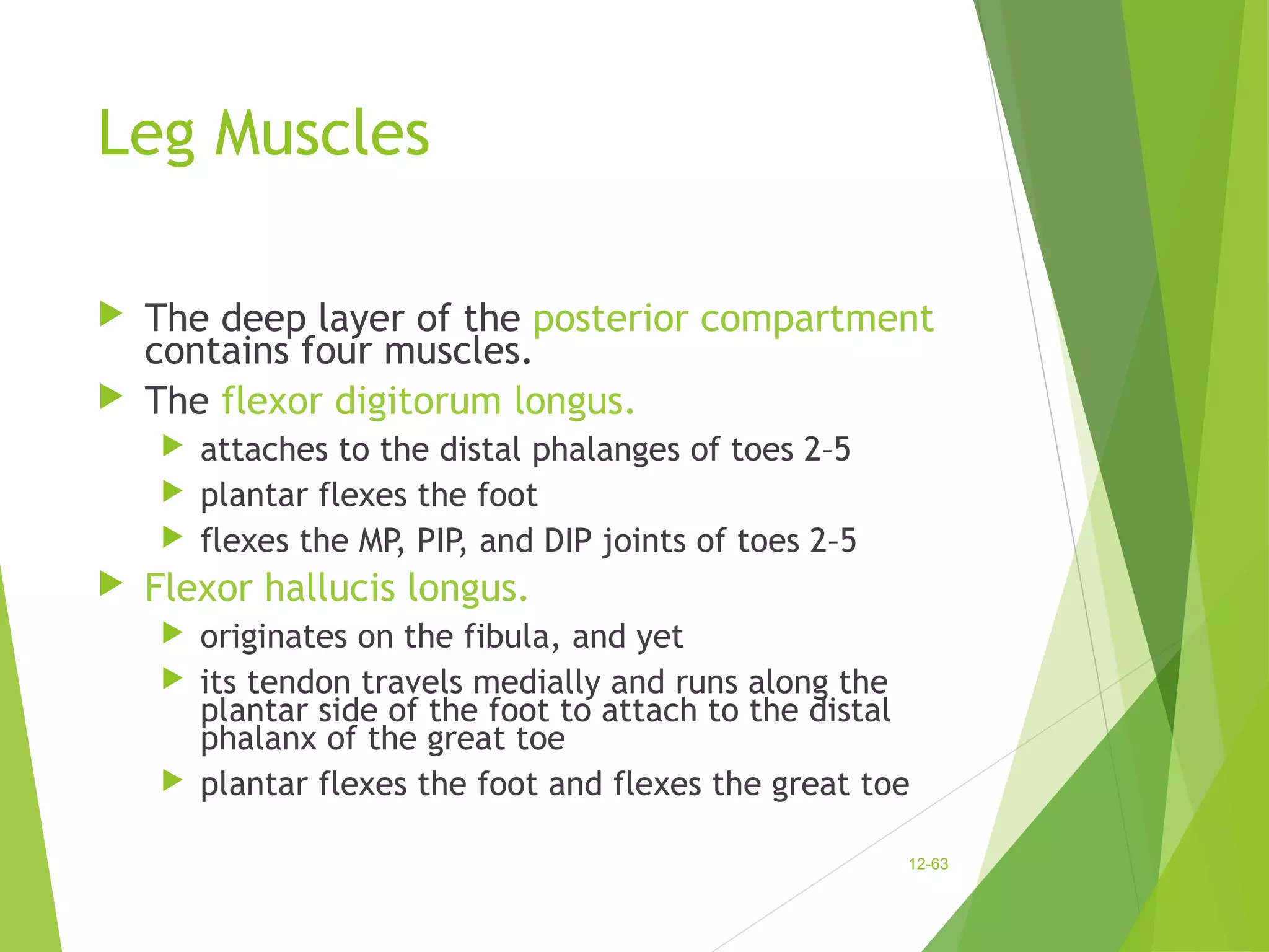 Leg Muscles 
 The deep layer of the posterior compartment 
contains four muscles. 
 The flexor digitorum longus. 
 attaches to the distal phalanges of toes 2–5 
 plantar flexes the foot 
 flexes the MP, PIP, and DIP joints of toes 2–5 
 Flexor hallucis longus. 
 originates on the fibula, and yet 
 its tendon travels medially and runs along the 
plantar side of the foot to attach to the distal 
phalanx of the great toe 
 plantar flexes the foot and flexes the great toe 
12-63 
 