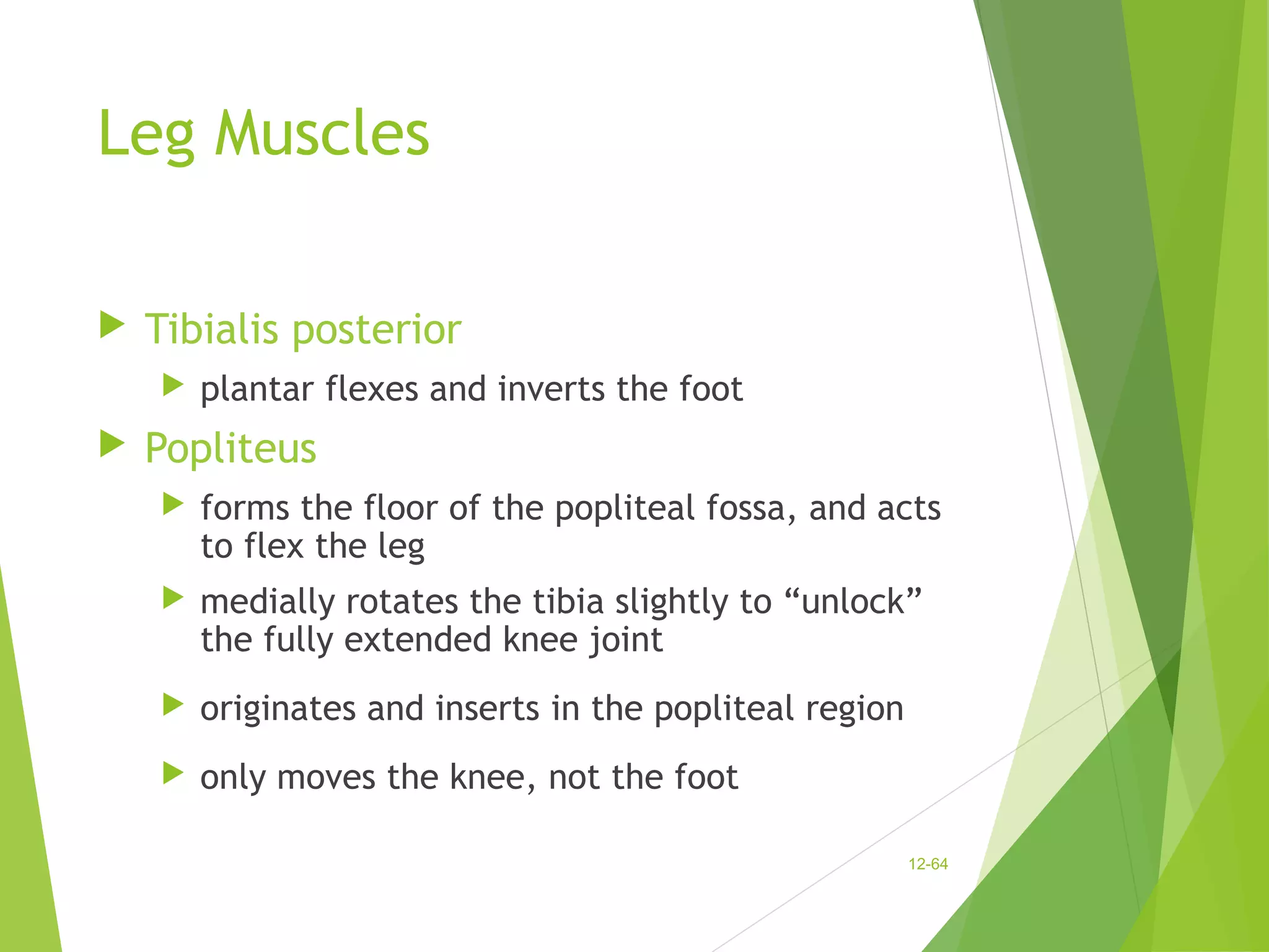 Leg Muscles 
 Tibialis posterior 
 plantar flexes and inverts the foot 
 Popliteus 
 forms the floor of the popliteal fossa, and acts 
to flex the leg 
 medially rotates the tibia slightly to “unlock” 
the fully extended knee joint 
 originates and inserts in the popliteal region 
 only moves the knee, not the foot 
12-64 
 