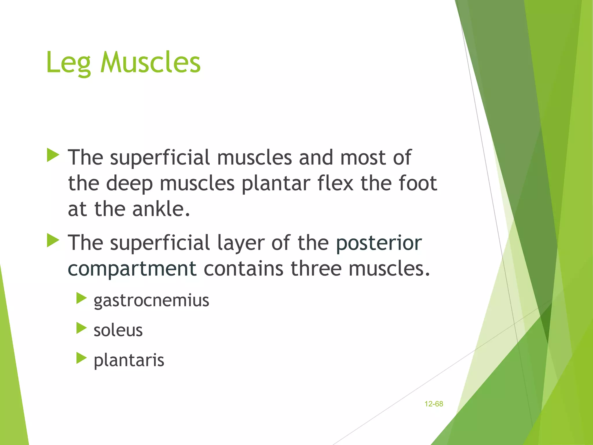 Leg Muscles 
 The superficial muscles and most of 
the deep muscles plantar flex the foot 
at the ankle. 
 The superficial layer of the posterior 
compartment contains three muscles. 
 gastrocnemius 
 soleus 
 plantaris 
12-68 
 
