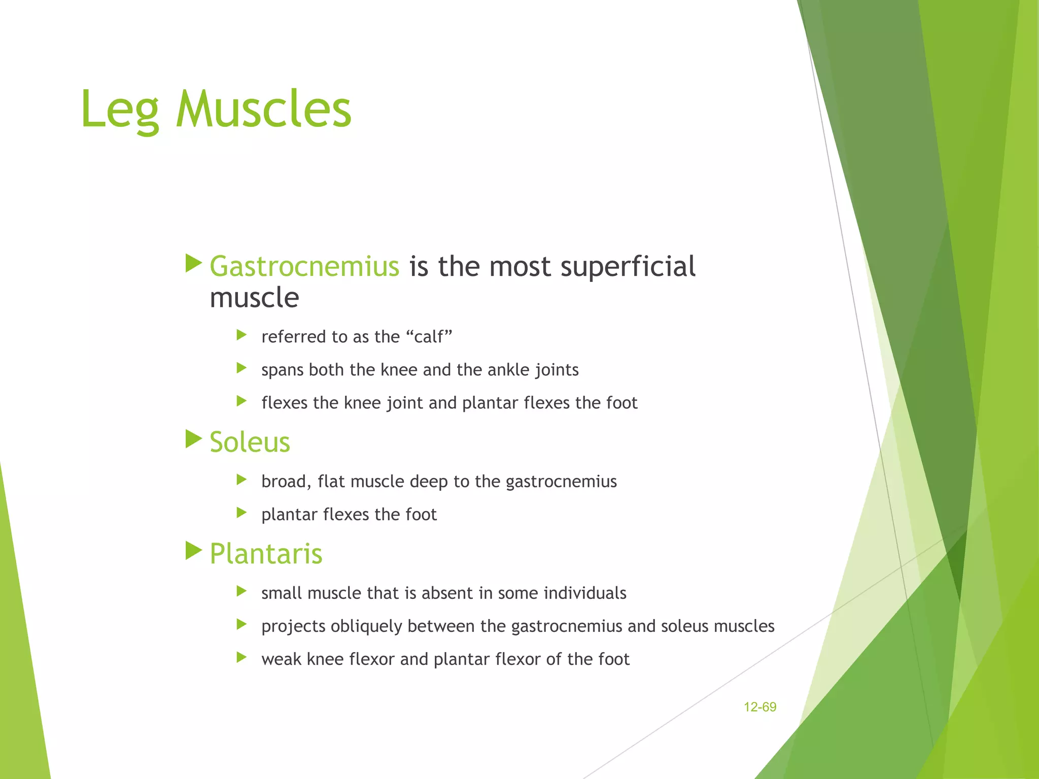 Leg Muscles 
Gastrocnemius is the most superficial 
muscle 
 referred to as the “calf” 
 spans both the knee and the ankle joints 
 flexes the knee joint and plantar flexes the foot 
Soleus 
 broad, flat muscle deep to the gastrocnemius 
 plantar flexes the foot 
Plantaris 
 small muscle that is absent in some individuals 
 projects obliquely between the gastrocnemius and soleus muscles 
 weak knee flexor and plantar flexor of the foot 
12-69 
 