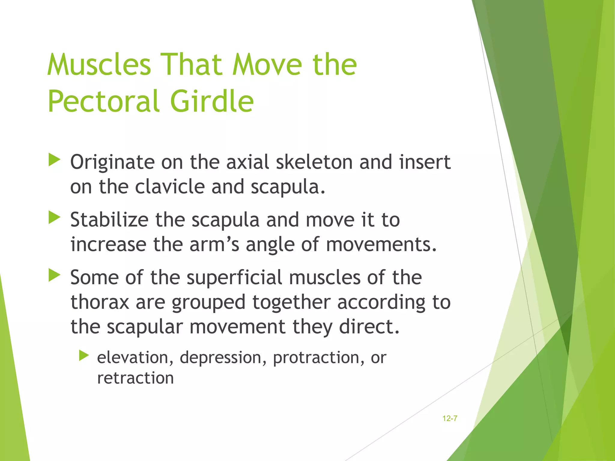 Muscles That Move the 
Pectoral Girdle 
 Originate on the axial skeleton and insert 
on the clavicle and scapula. 
 Stabilize the scapula and move it to 
increase the arm’s angle of movements. 
 Some of the superficial muscles of the 
thorax are grouped together according to 
the scapular movement they direct. 
 elevation, depression, protraction, or 
retraction 
12-7 
 
