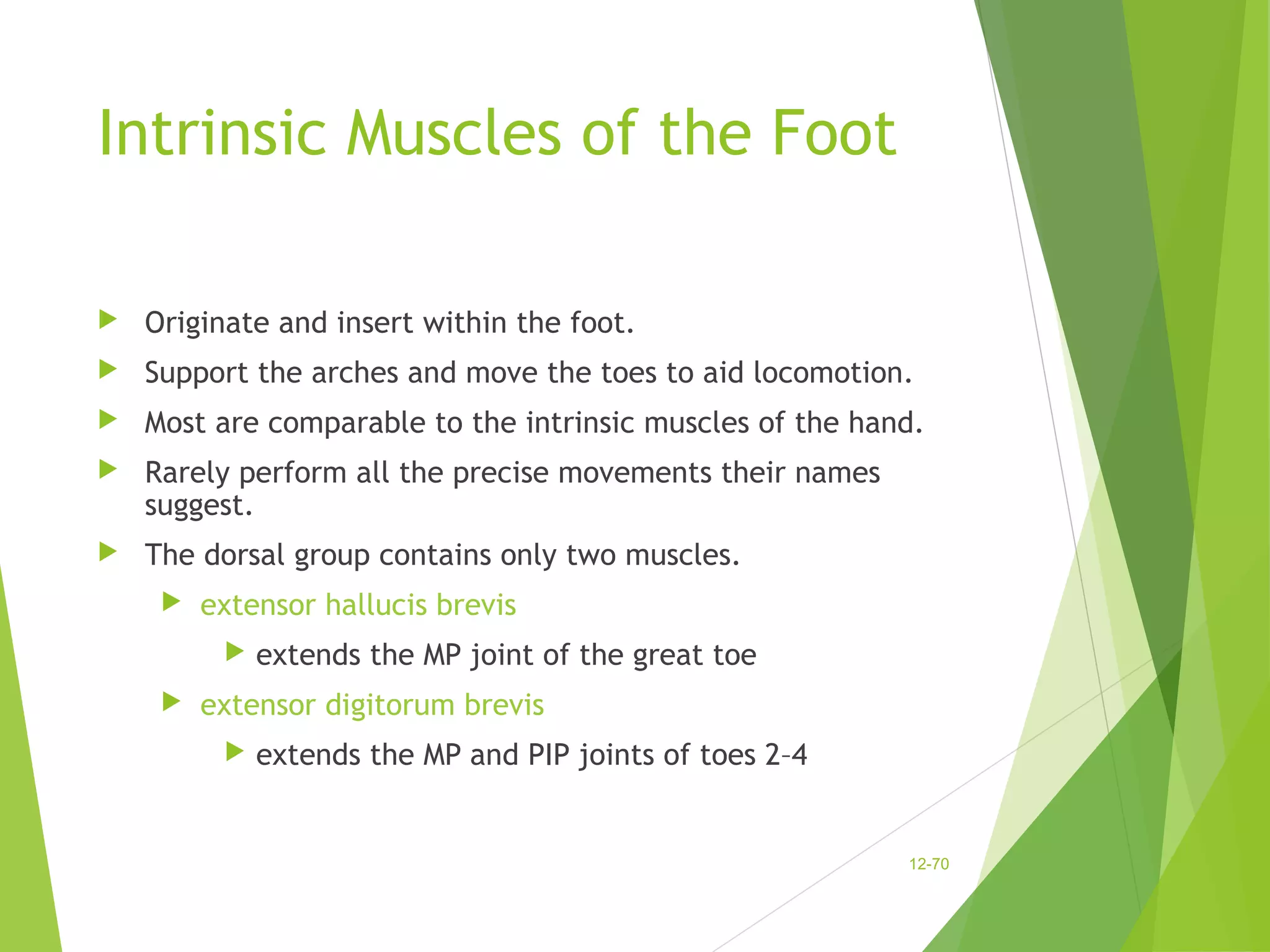 Intrinsic Muscles of the Foot 
 Originate and insert within the foot. 
 Support the arches and move the toes to aid locomotion. 
 Most are comparable to the intrinsic muscles of the hand. 
 Rarely perform all the precise movements their names 
suggest. 
 The dorsal group contains only two muscles. 
 extensor hallucis brevis 
 extends the MP joint of the great toe 
 extensor digitorum brevis 
 extends the MP and PIP joints of toes 2–4 
12-70 
