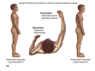 Appendicular muscles | PPT