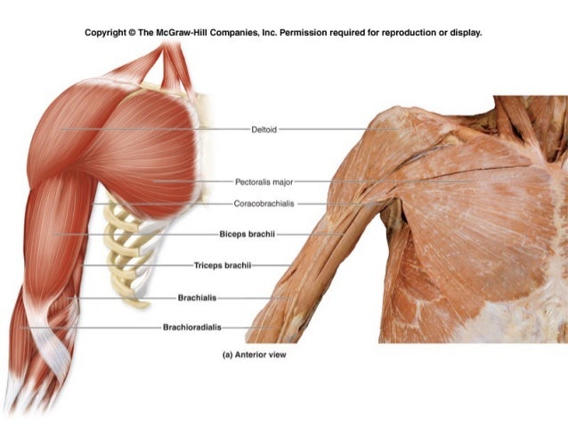 appendicular muscles