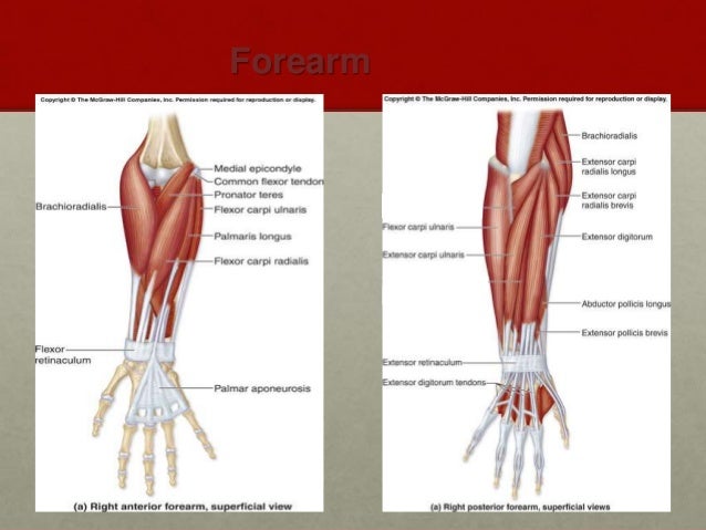 appendicular muscles