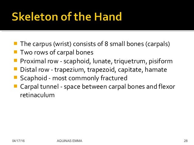Appendicular skeletal system