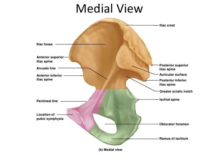 Appendicular Skeleton