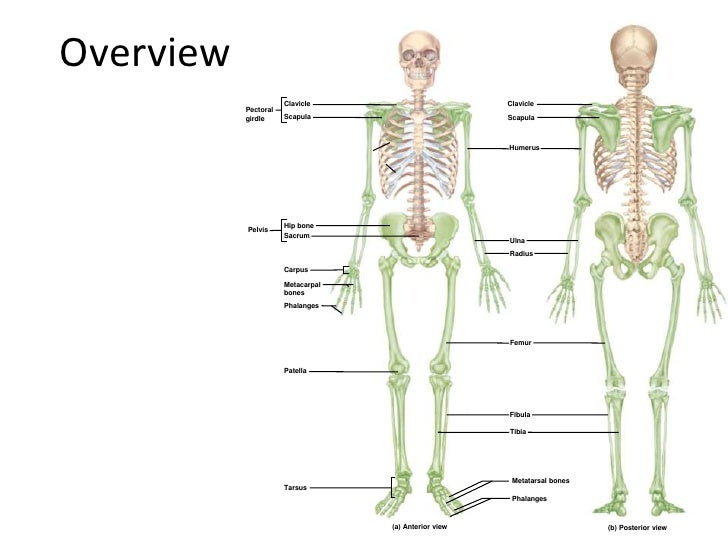 appendicular skeleton