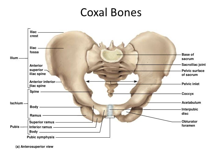 Appendicular Skeleton