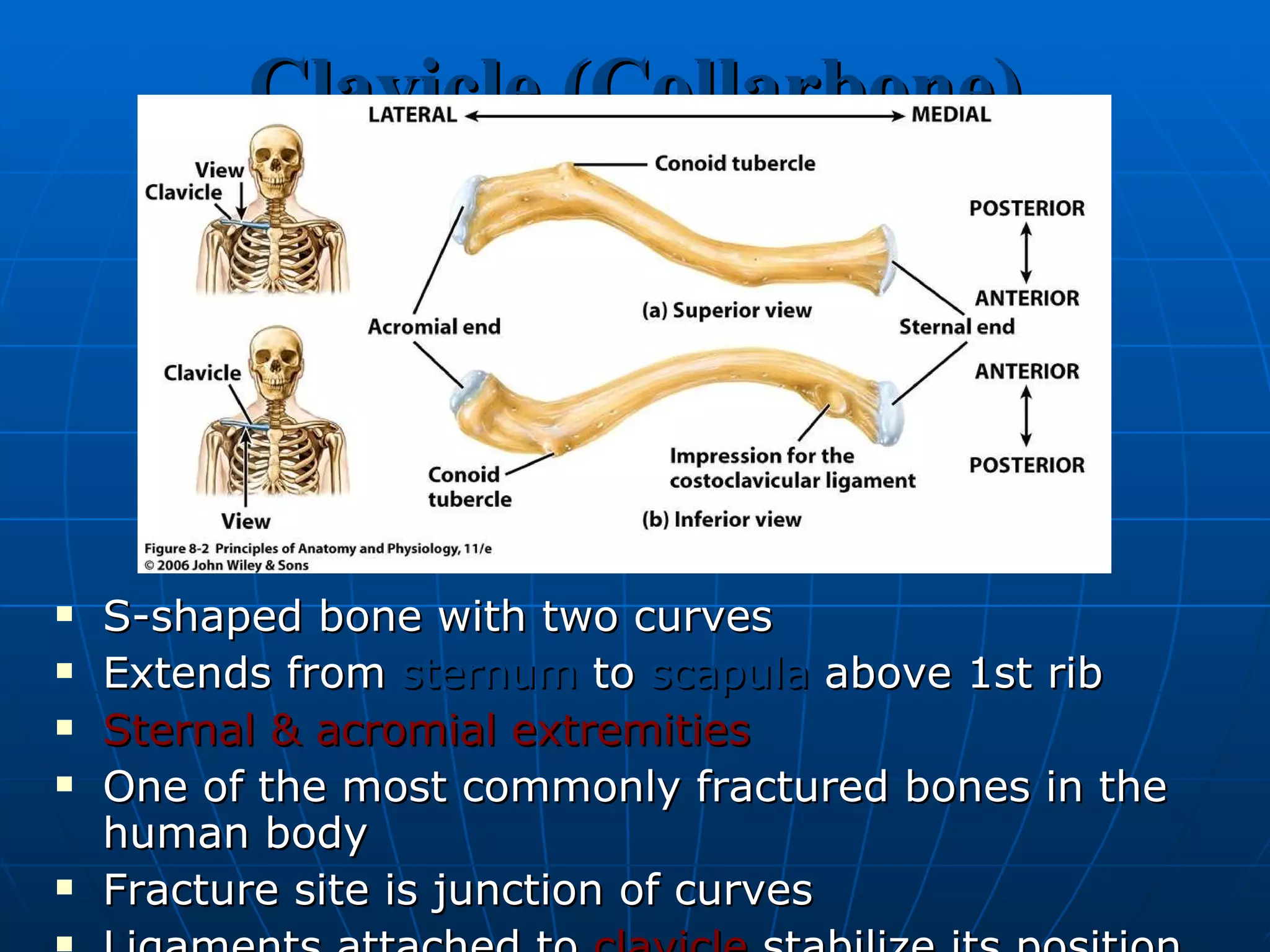 Clavicle (Collarbone) S-shaped bone with two curves Extends from  sternum  to  scapula  above 1st rib Sternal & acromial extremities One of the most commonly fractured bones in the human body Fracture site is junction of curves  Ligaments attached to  clavicle  stabilize its position. Shoulder separation  is sprain of the  acromioclavicular ligament 