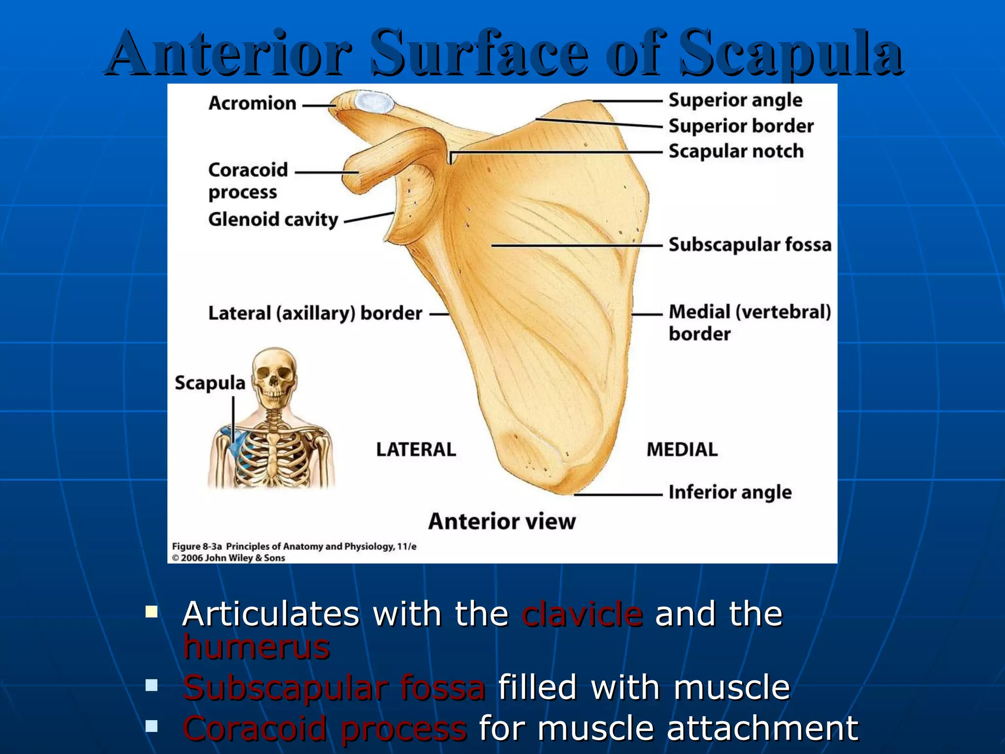 Anterior Surface of Scapula Articulates with the  clavicle  and the  humerus Subscapular fossa  filled with muscle  Coracoid process  for muscle attachment 