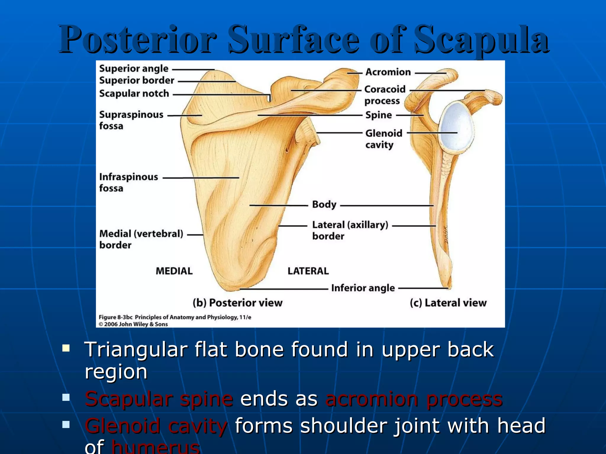 Posterior Surface of Scapula Triangular flat bone found in upper back region Scapular spine  ends as  acromion process Glenoid cavity  forms shoulder joint with head of  humerus Supraspinous  &  infraspinous   fossa  for muscular attachments 