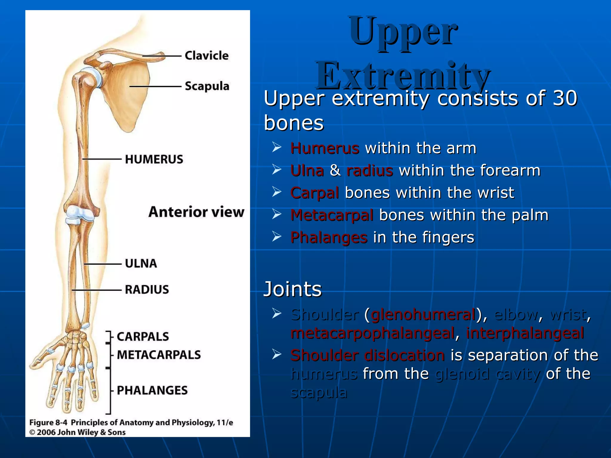 Upper Extremity Upper extremity consists of 30 bones Humerus  within the arm Ulna  &  radius  within the forearm Carpal  bones within the wrist Metacarpal  bones within the palm Phalanges  in the fingers Joints  Shoulder  ( glenohumeral ),  elbow ,  wrist ,  metacarpophalangeal ,  interphalangeal Shoulder dislocation  is separation of the  humerus  from the  glenoid cavity  of the  scapula 