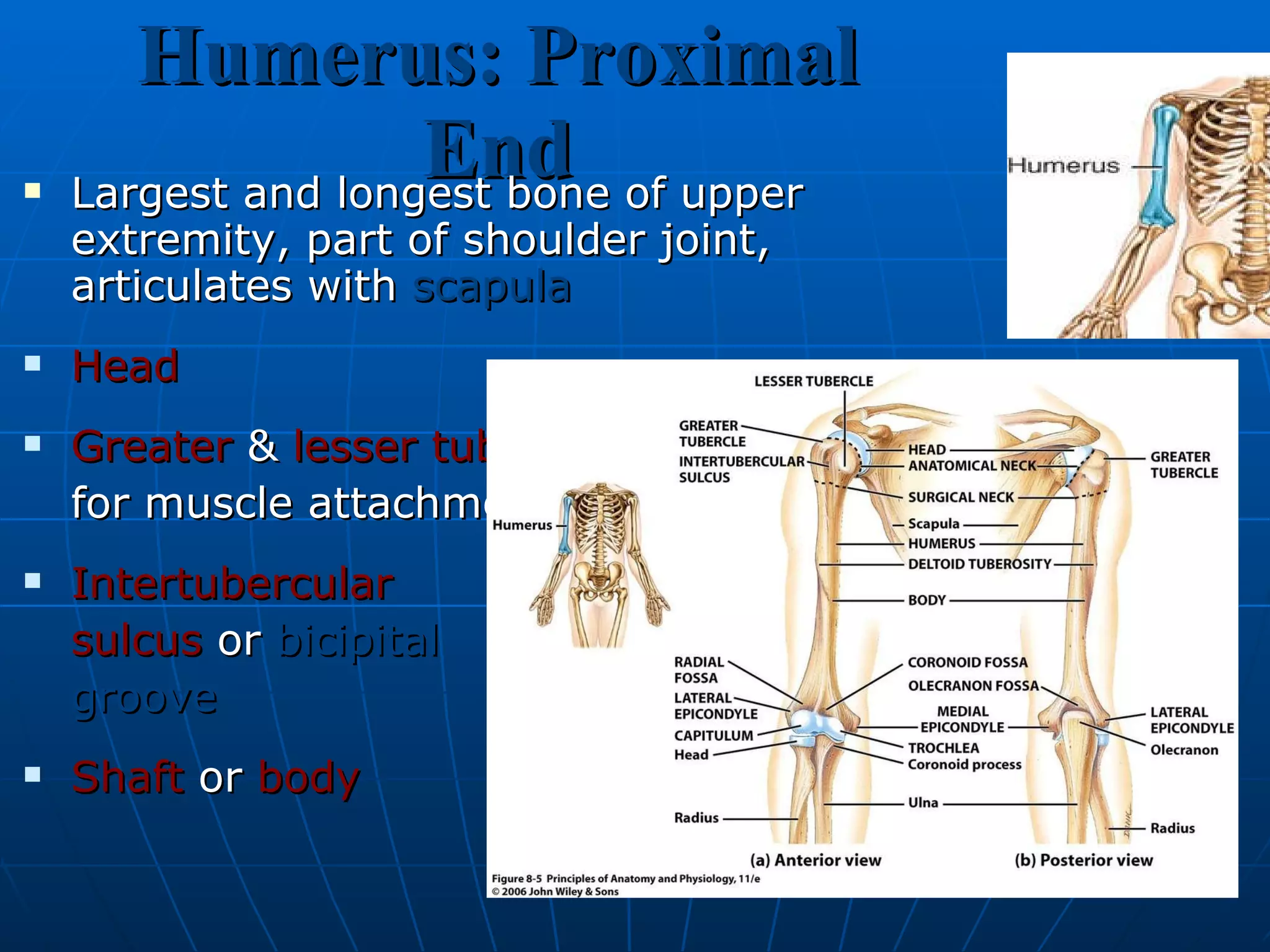 Humerus: Proximal End Largest and longest bone of upper extremity, part of shoulder joint, articulates with  scapula Head Greater  &  lesser   tubercles   for muscle attachments Intertubercular   sulcus  or  bicipital groove Shaft  or  body 