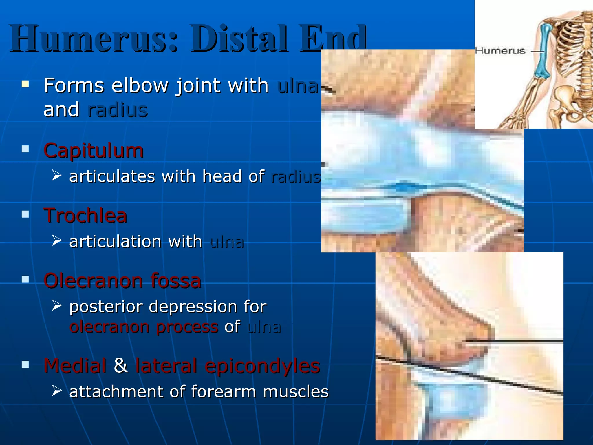 Humerus: Distal End Forms elbow joint with  ulna  and  radius Capitulum   articulates with head of  radius Trochlea articulation with  ulna Olecranon fossa posterior depression for  olecranon process  of  ulna   Medial  &  lateral   epicondyles attachment of forearm muscles  