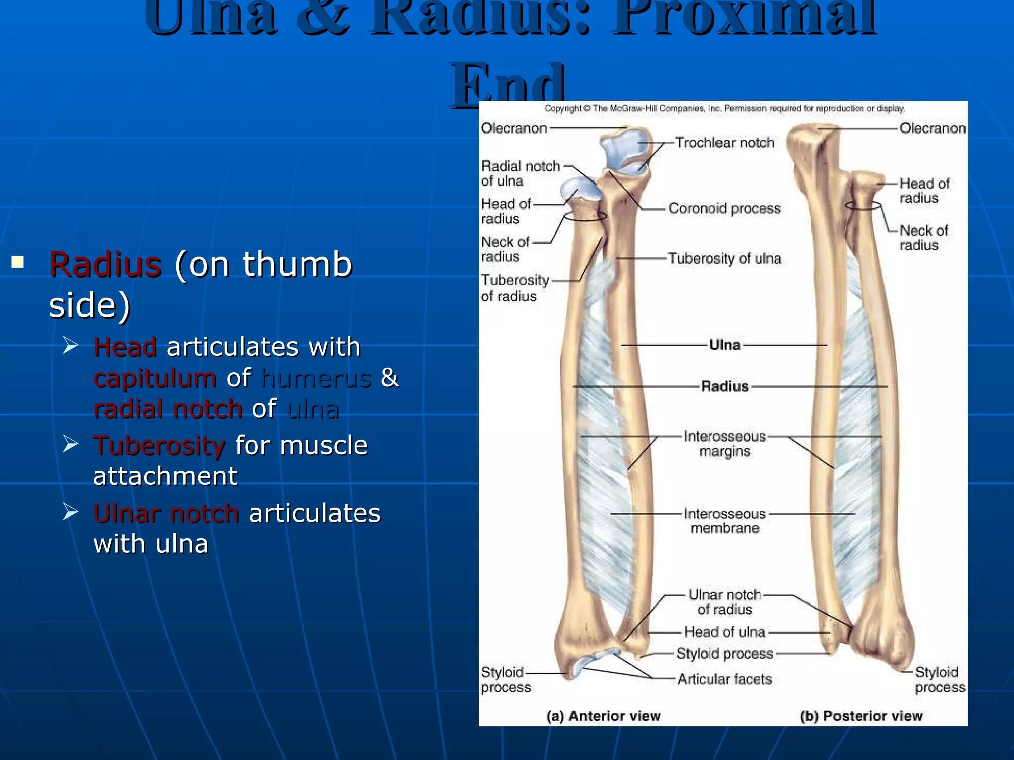Ulna & Radius: Proximal End Radius  (on thumb side) Head  articulates with  capitulum  of  humerus  &  radial notch  of  ulna   Tuberosity  for muscle attachment Ulnar notch  articulates with ulna 