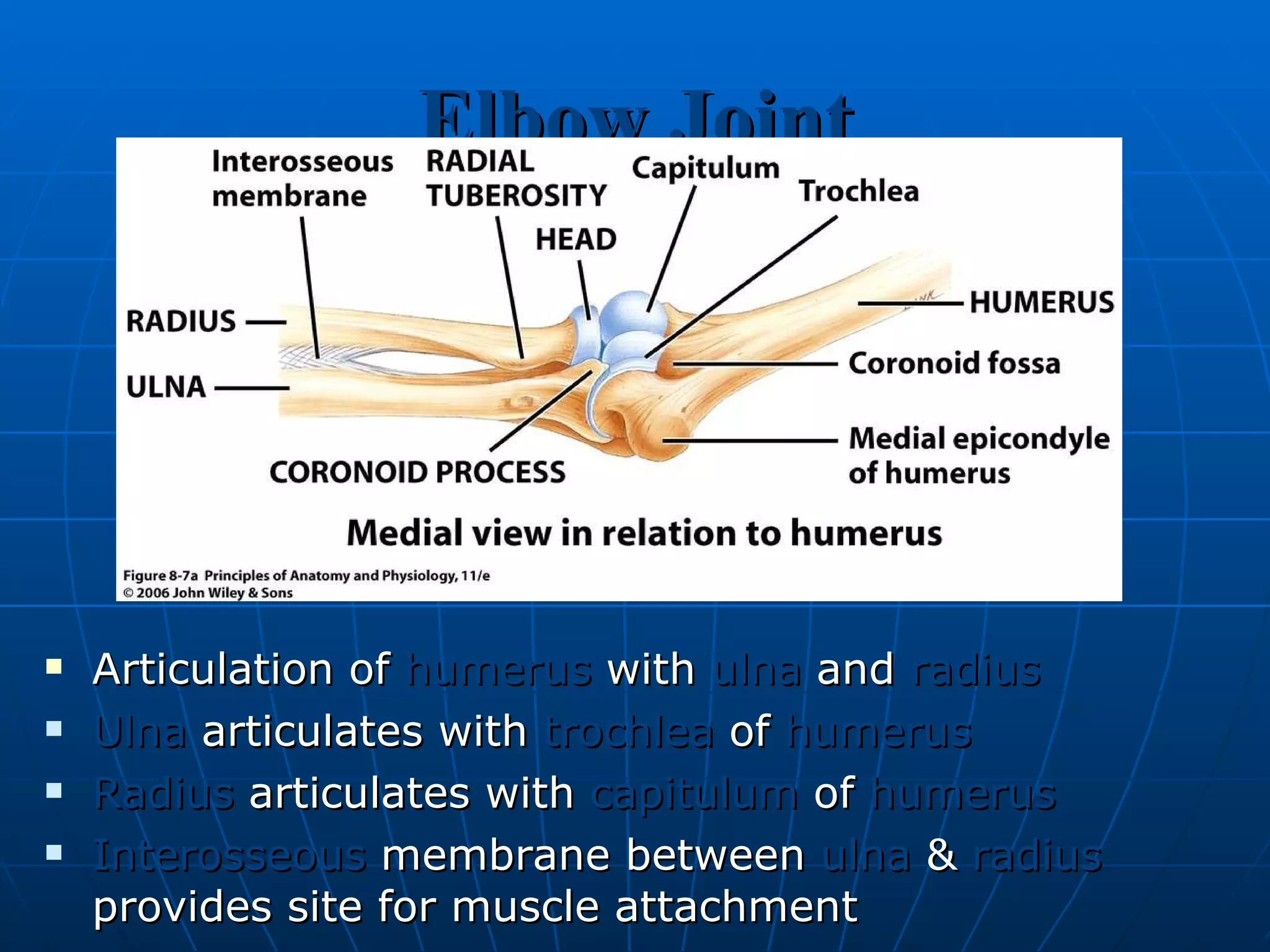 Elbow Joint Articulation of  humerus  with  ulna  and  radius Ulna  articulates with  trochlea  of  humerus Radius  articulates with  capitulum  of  humerus Interosseous  membrane between  ulna  &  radius  provides site for muscle attachment 