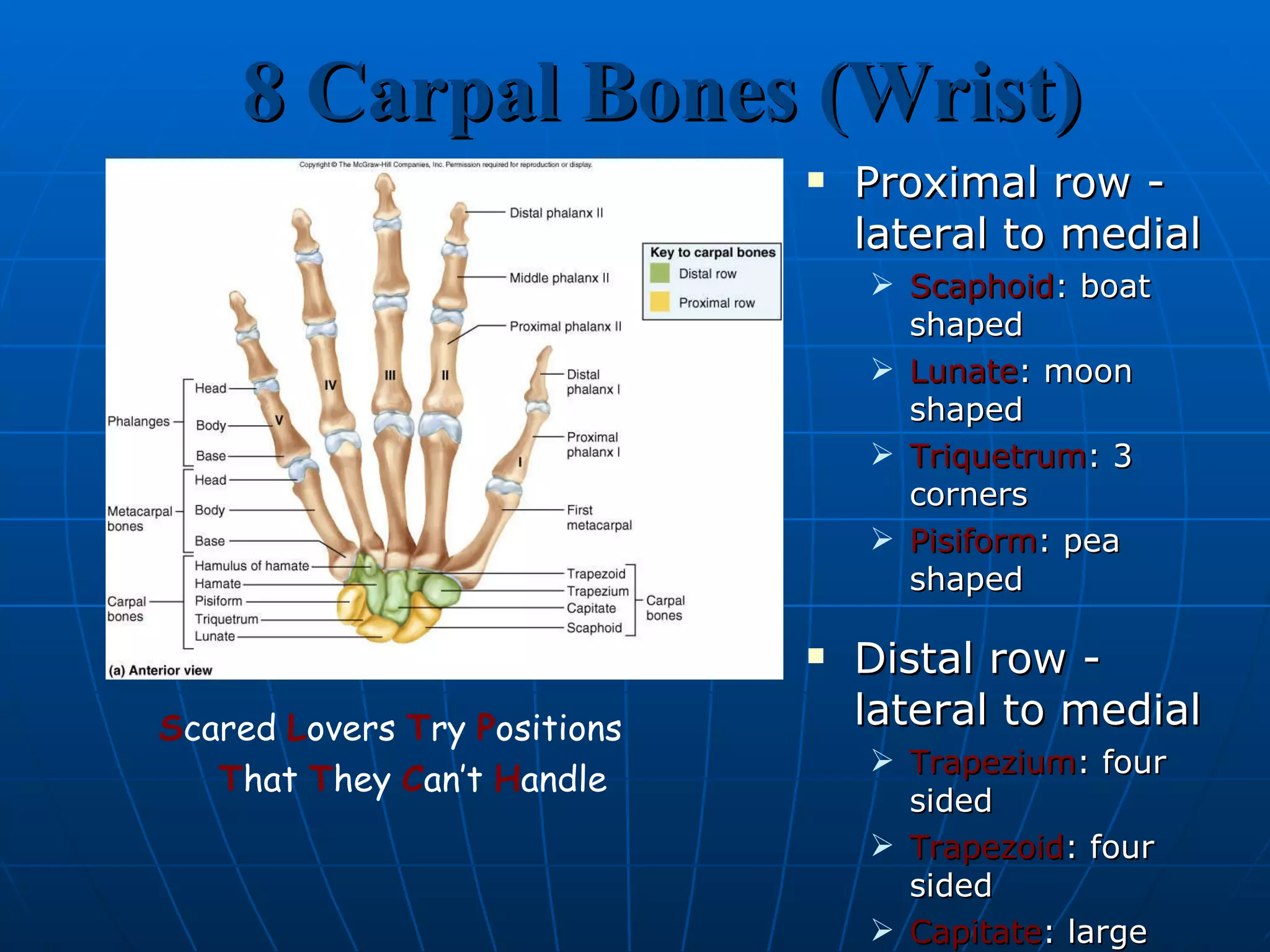 8 Carpal Bones (Wrist) Proximal row - lateral to medial Scaphoid : boat shaped Lunate : moon shaped Triquetrum : 3 corners Pisiform : pea shaped Distal row - lateral to medial Trapezium : four sided Trapezoid : four sided Capitate : large head Hamate : hooked process S cared  L overs  T ry  P ositions  T hat  T hey  C an’t  H andle 