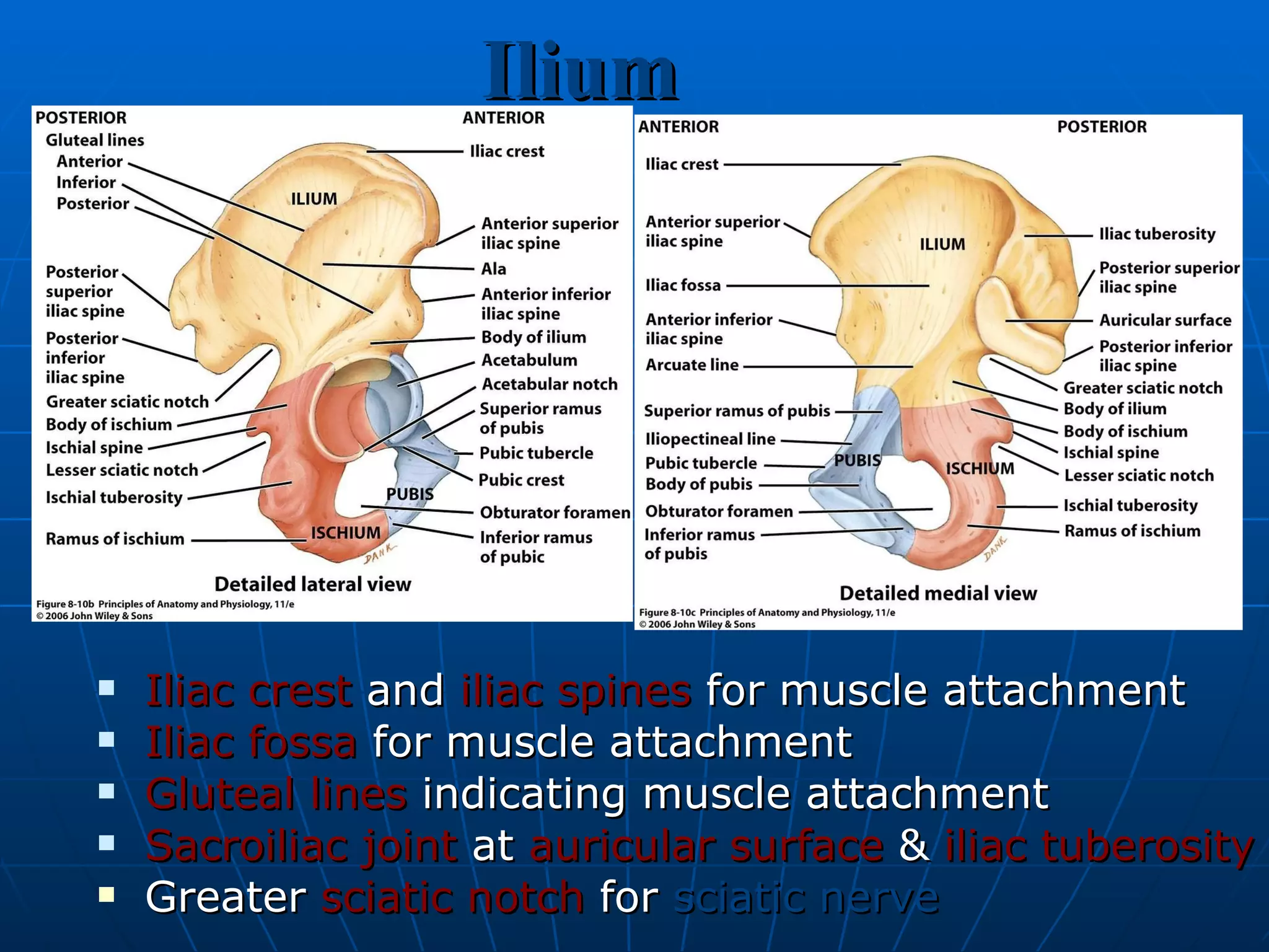 Ilium Iliac crest  and  iliac spines  for muscle attachment Iliac fossa  for muscle attachment Gluteal lines  indicating muscle attachment Sacroiliac joint  at  auricular surface  &  iliac tuberosity Greater  sciatic notch  for  sciatic nerve 