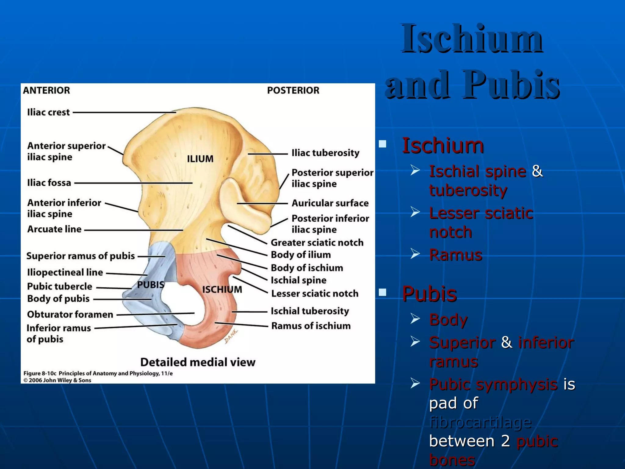 Ischium and Pubis Ischium Ischial spine  &  tuberosity Lesser sciatic notch Ramus Pubis Body Superior  &  inferior   ramus Pubic symphysis  is pad of  fibrocartilage  between 2  pubic bones 