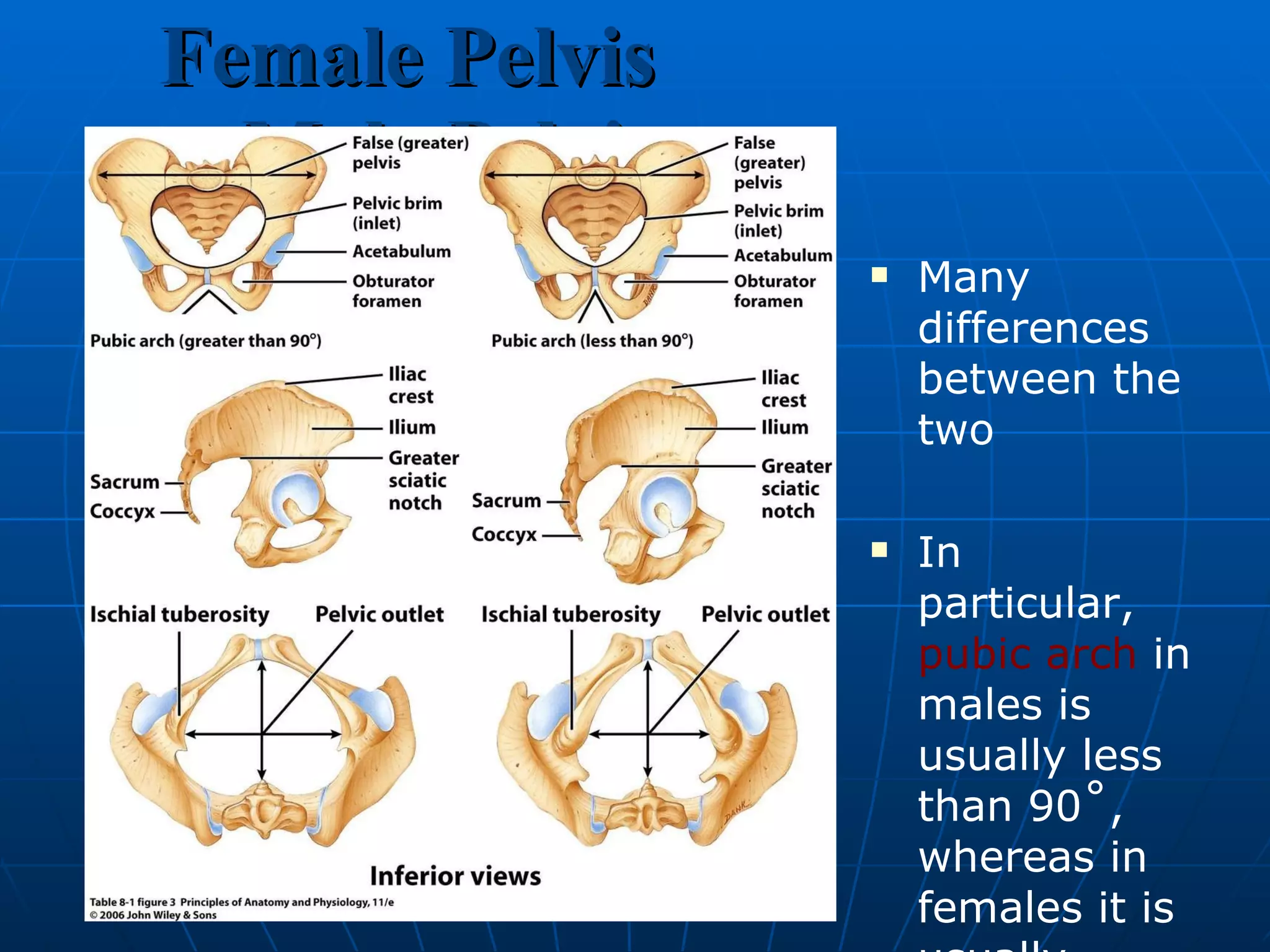 Female Pelvis  Male Pelvis Many differences between the two In particular,  pubic arch  in males is usually less than 90˚, whereas in females it is usually greater than 90˚ 