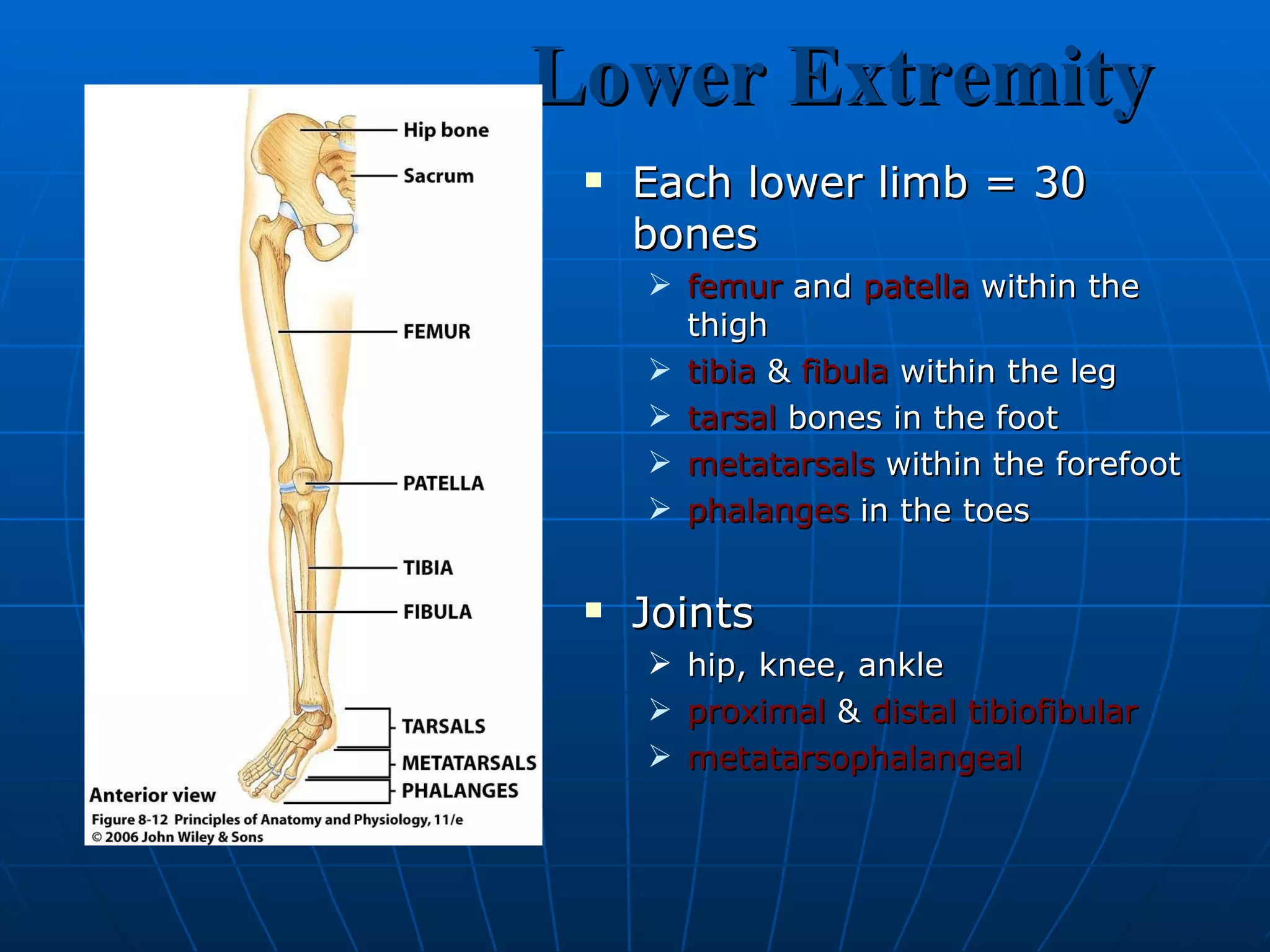 Lower Extremity Each lower limb = 30 bones femur  and  patella  within the thigh tibia  &  fibula  within the leg tarsal  bones in the foot metatarsals  within the forefoot phalanges  in the toes Joints  hip, knee, ankle  proximal  &  distal   tibiofibular metatarsophalangeal 