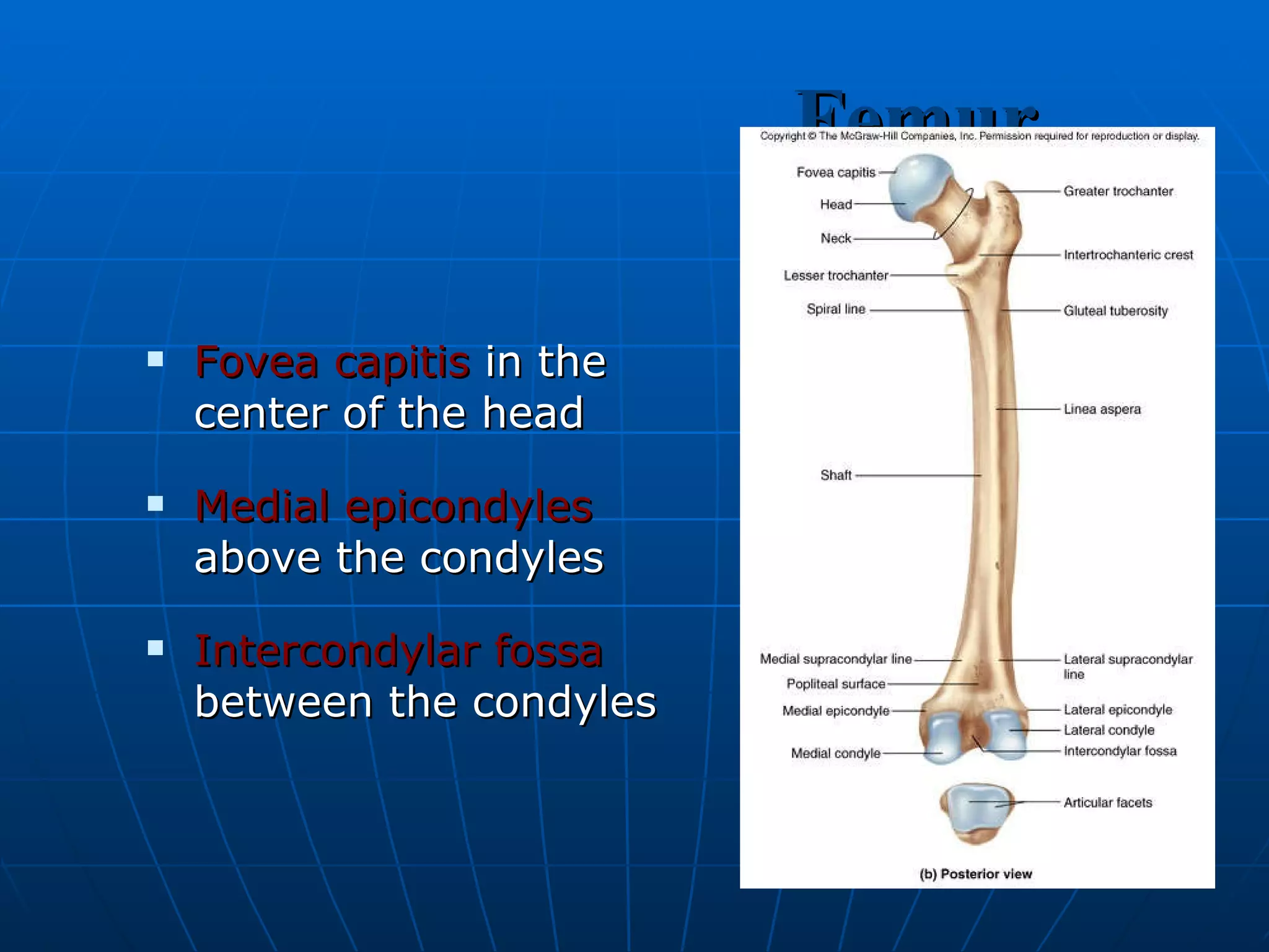Femur Fovea capitis  in the center of the head Medial epicondyles  above the condyles Intercondylar fossa  between the condyles 