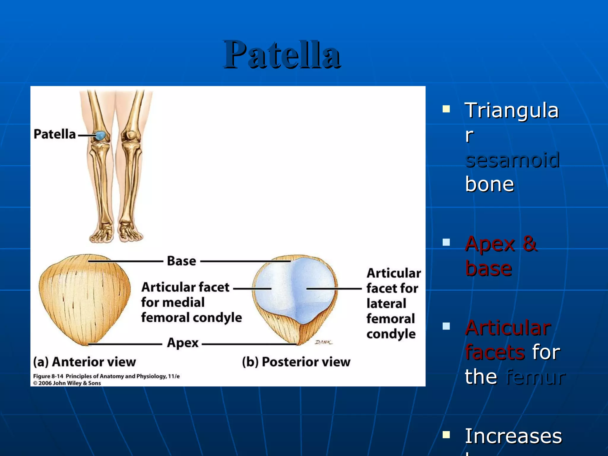 Patella Triangular  sesamoid  bone Apex & base Articular facets  for the  femur   Increases leverage of  quadriceps femoris tendon 