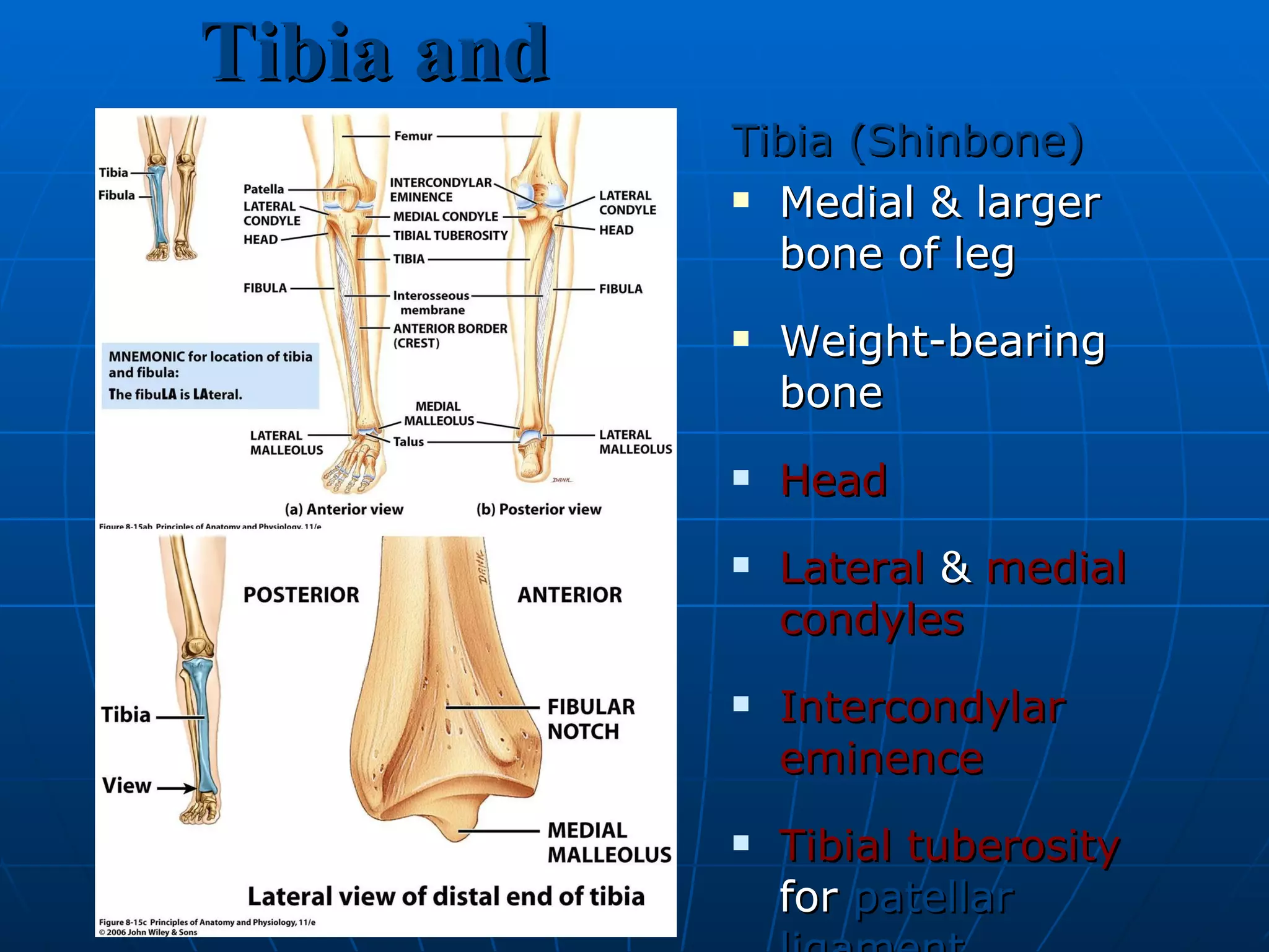 Tibia and Fibula Tibia (Shinbone) Medial & larger bone of leg Weight-bearing bone Head Lateral  &  medial   condyles Intercondylar eminence Tibial tuberosity  for  patellar ligament Proximal tibiofibular joint Fibular notch Medial malleolus  at ankle 