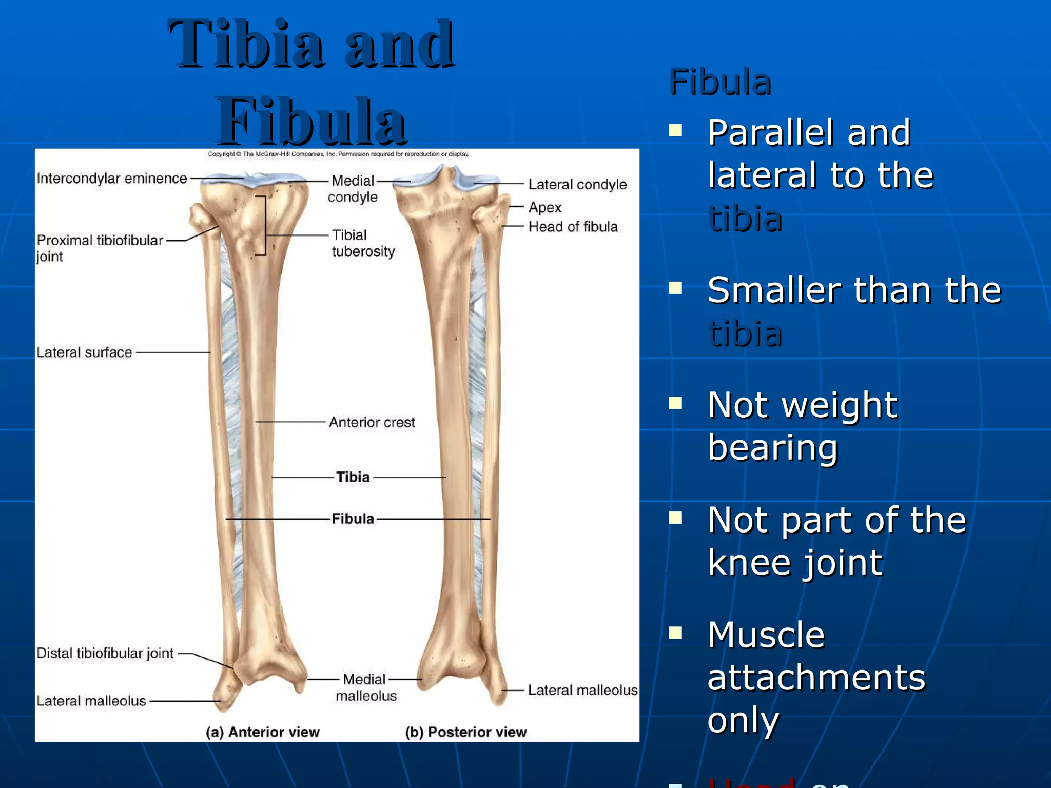 Tibia and Fibula Fibula Parallel and lateral to the  tibia Smaller than the  tibia Not weight bearing Not part of the knee joint Muscle attachments only Head  on proximal end,  lateral maleolus  at ankle Fits into  fibular notch  at distal end of tibia 