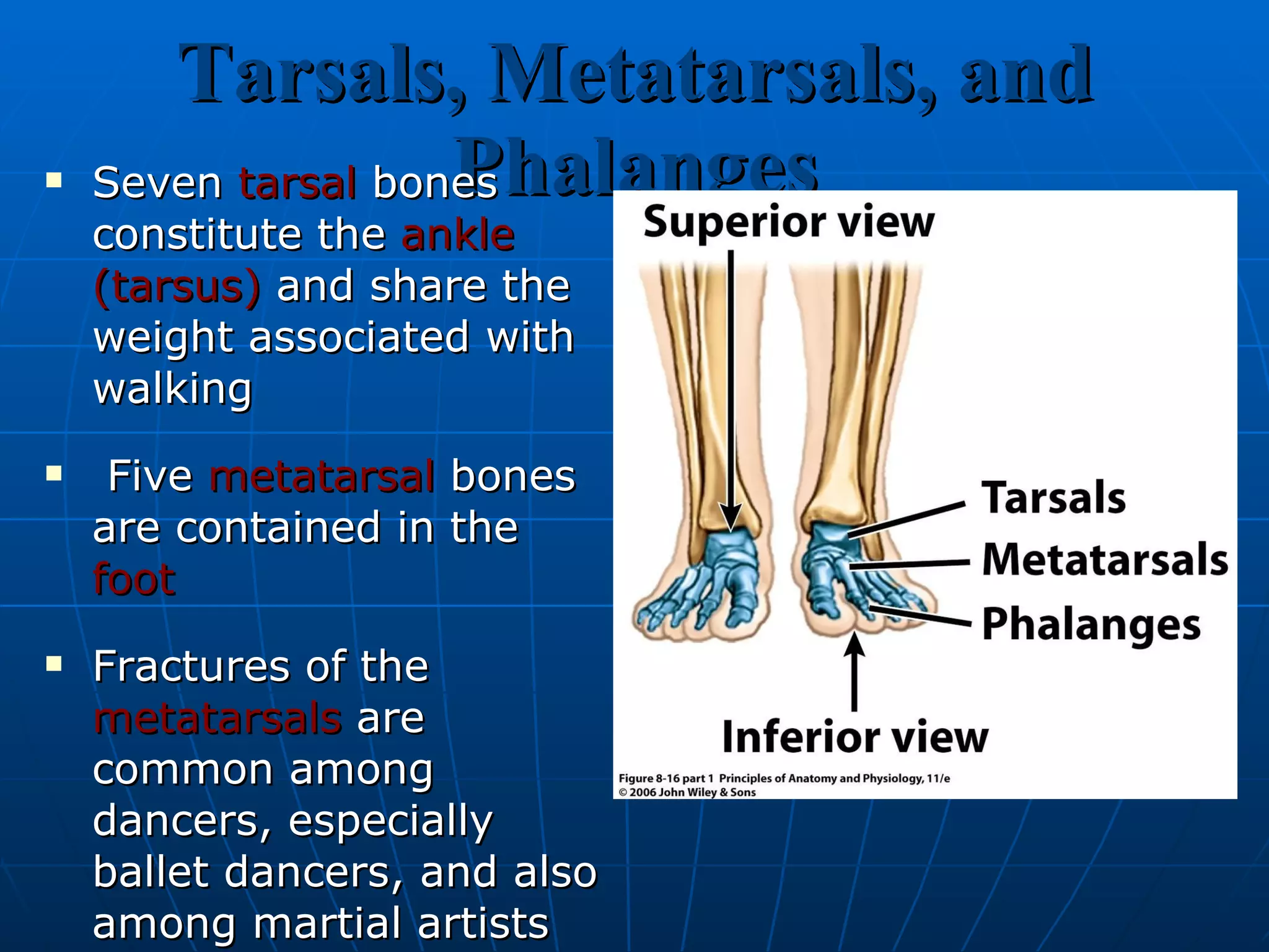 Tarsals, Metatarsals, and Phalanges Seven  tarsal  bones constitute the  ankle (tarsus)  and share the weight associated with walking Five  metatarsal   bones are contained in the  foot   Fractures of the  metatarsals  are common among dancers, especially ballet dancers, and also among martial artists The arrangement of  phalanges  in the  toes  is the same as that described for the fingers and thumb above: fourteen bones in each foot 