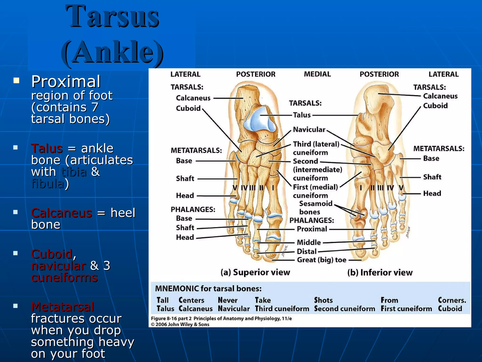 Tarsus (Ankle) Proximal  region of foot (contains 7 tarsal bones) Talus  = ankle bone (articulates with  tibia  &  fibula ) Calcaneus  = heel bone Cuboid ,  navicular  & 3  cuneiforms Metatarsal  fractures occur when you drop something heavy on your foot 