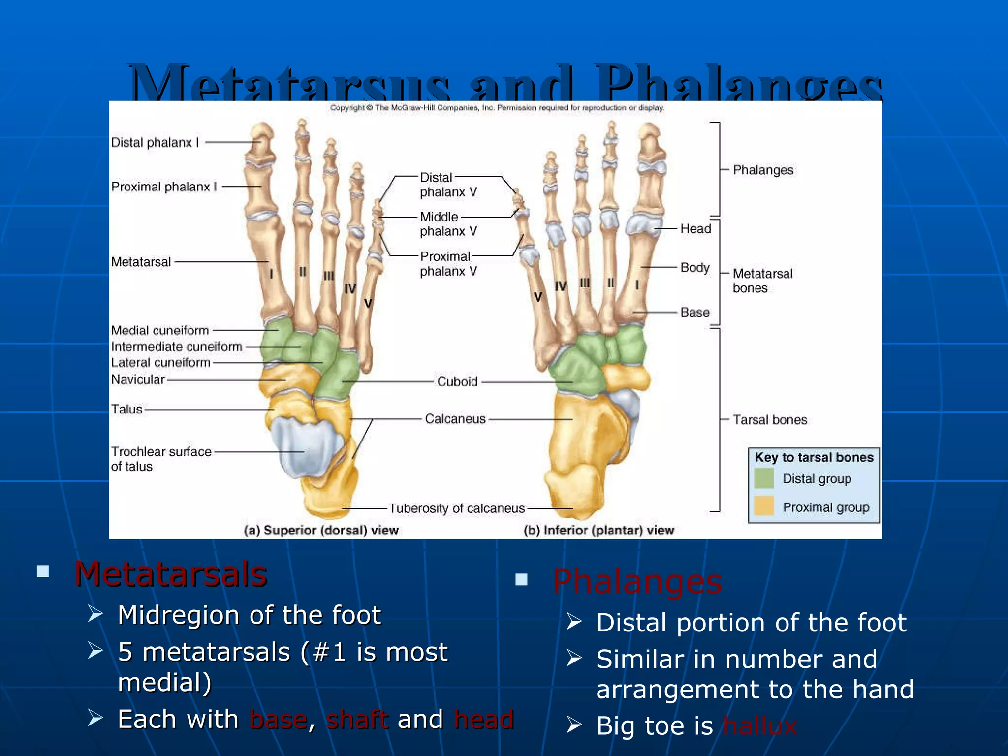 Metatarsus and Phalanges Metatarsals Midregion of the foot 5 metatarsals (#1 is most medial) Each with  base ,  shaft  and  head Phalanges Distal portion of the foot Similar in number and arrangement to the hand Big toe is  hallux 